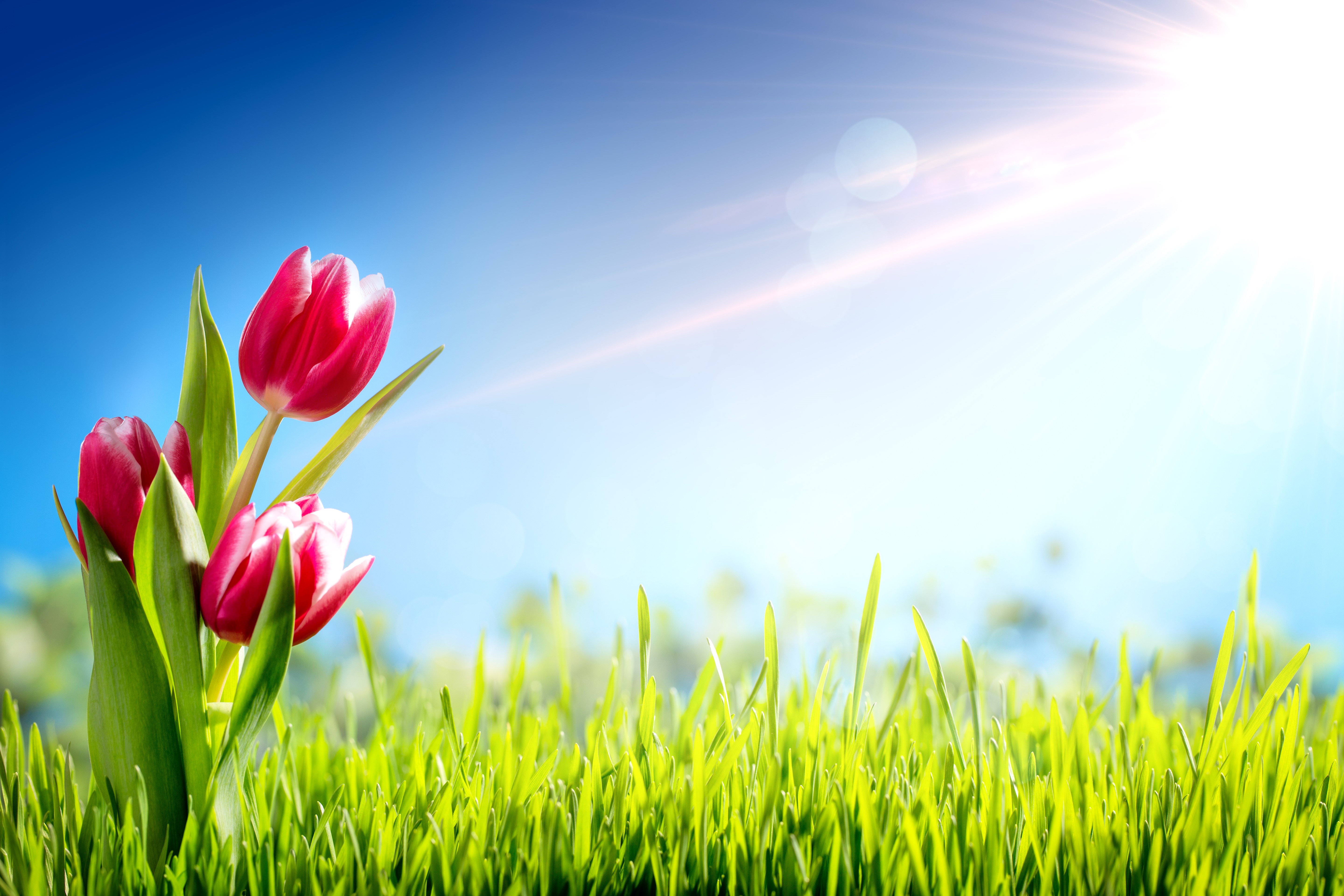 Tulips in Grass Under Bright Sun HD Wallpaper