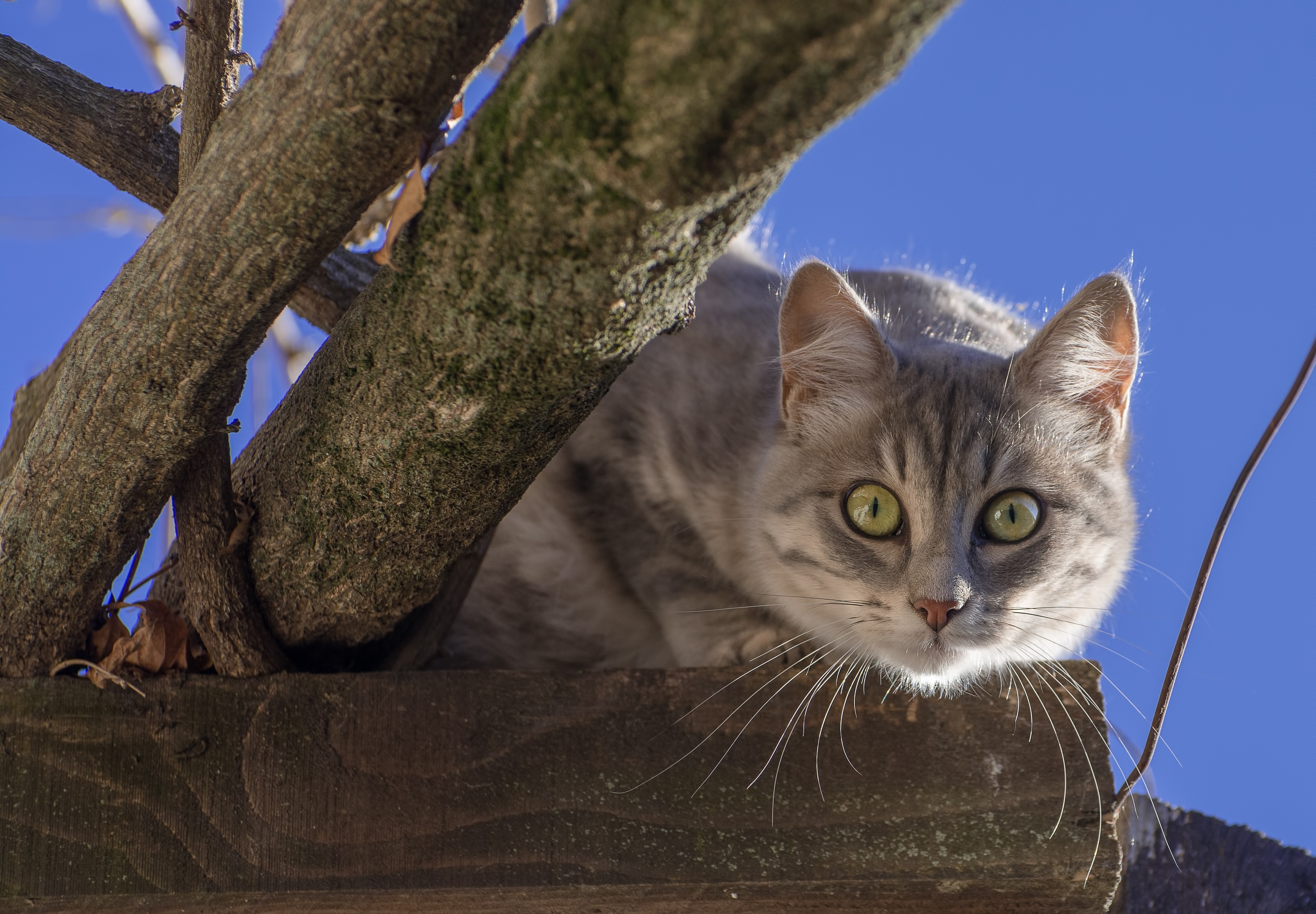 Gray tabby cat in a tree HD Wallpaper
