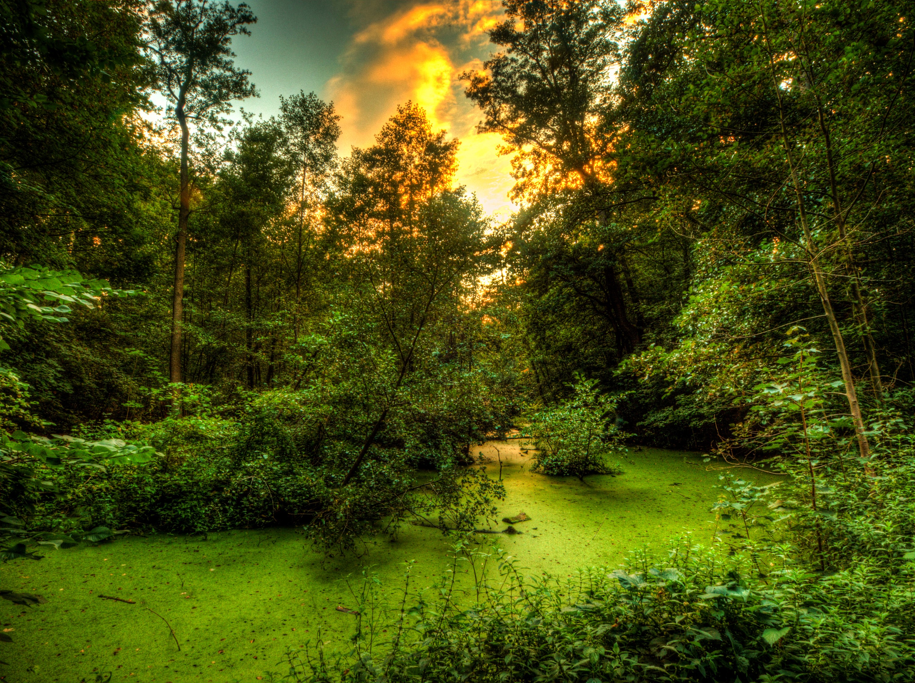 Swampy forest with green algae and sunset sky HD Wallpaper