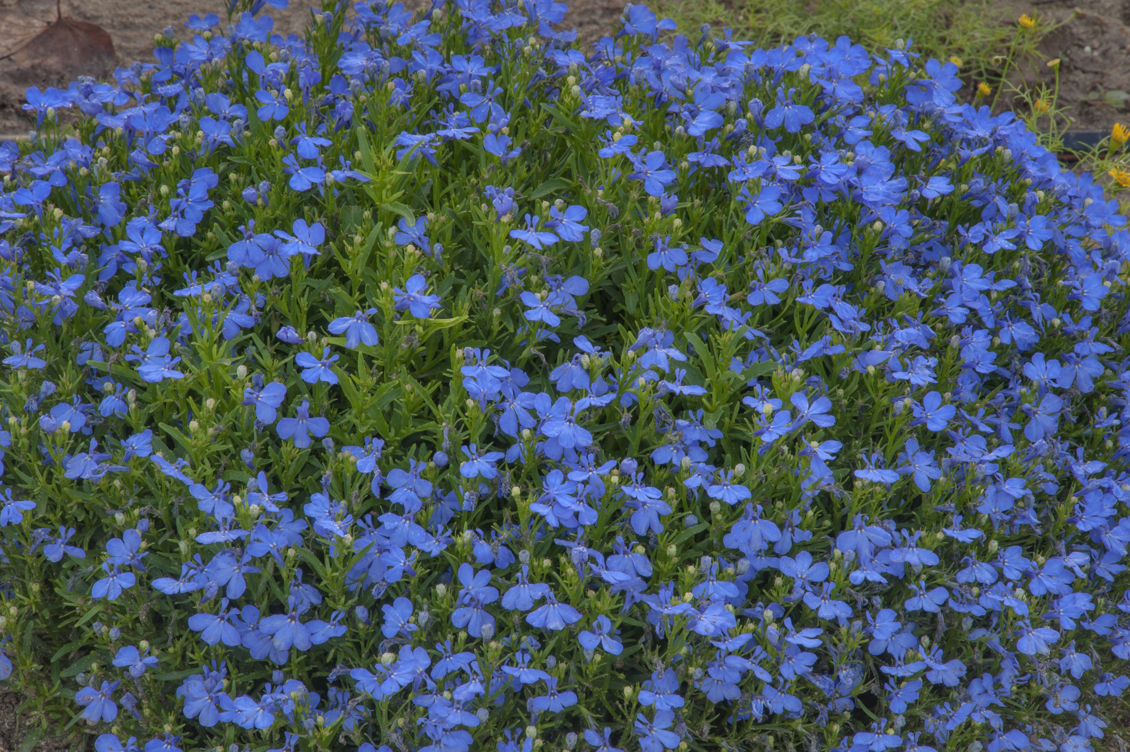 Many Light Blue Campanula Flowers HD Wallpaper
