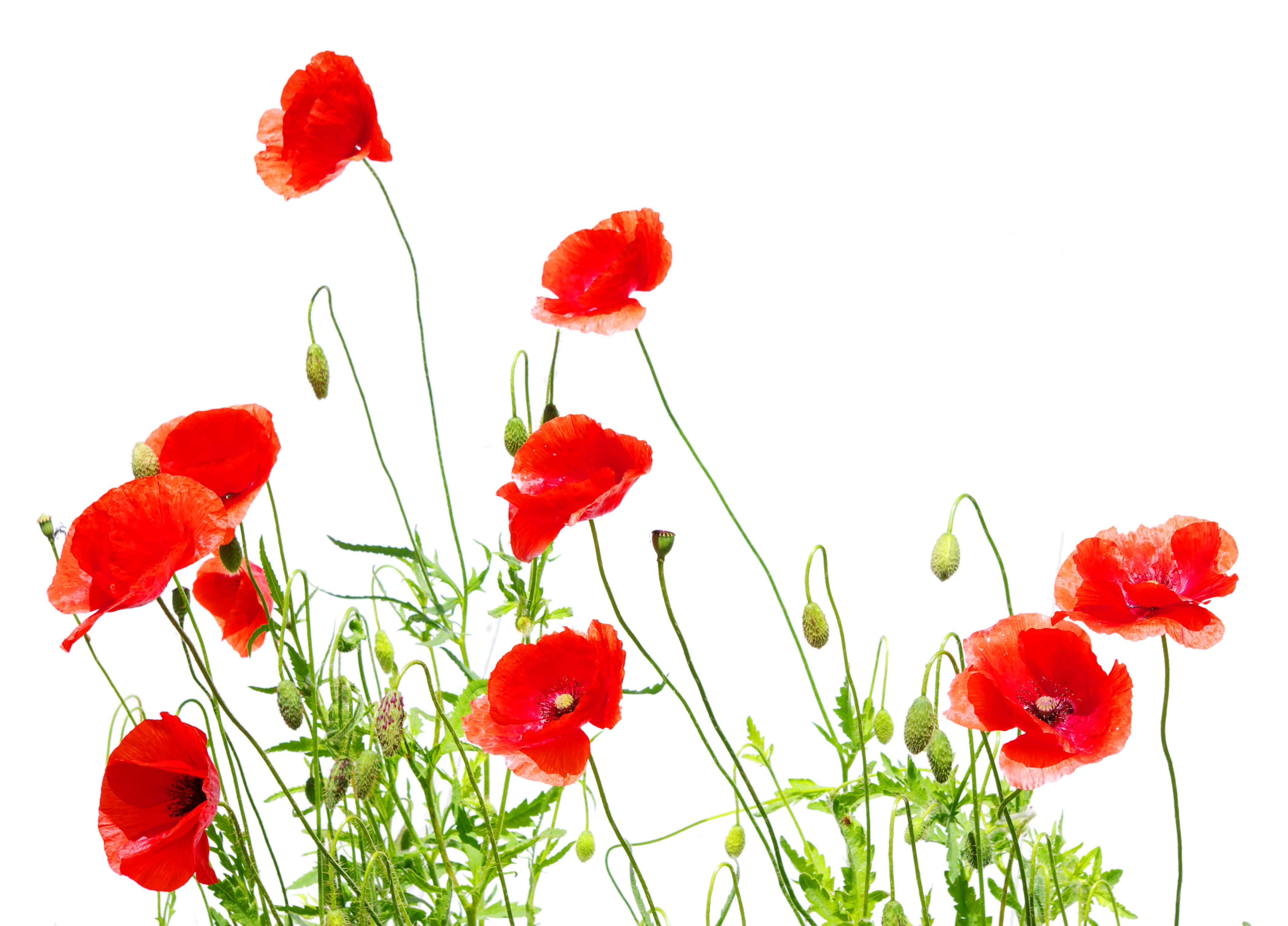 Vibrant Red Poppies with Green Stems on White HD Wallpaper