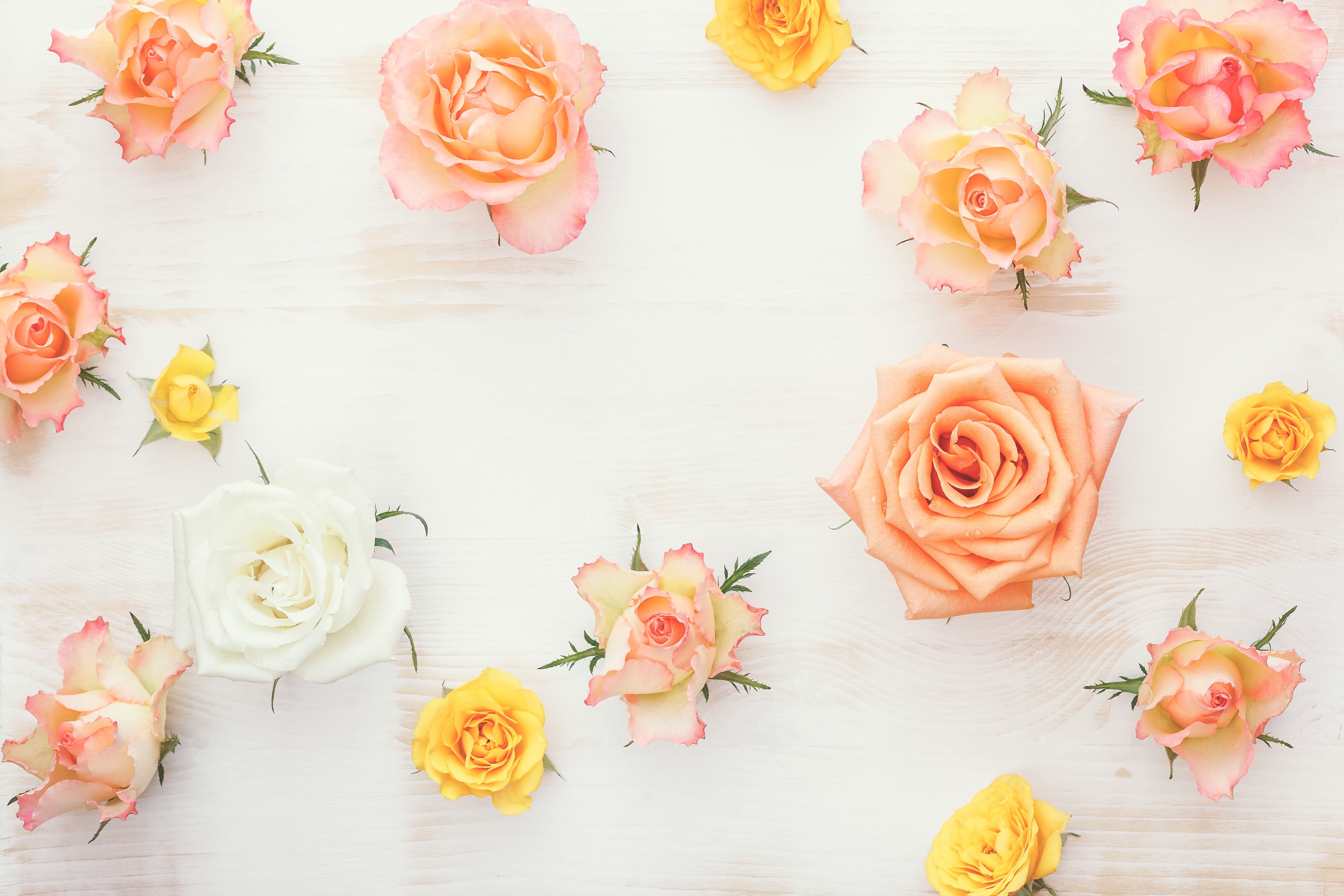 Roses closeup texture HD Wallpaper
