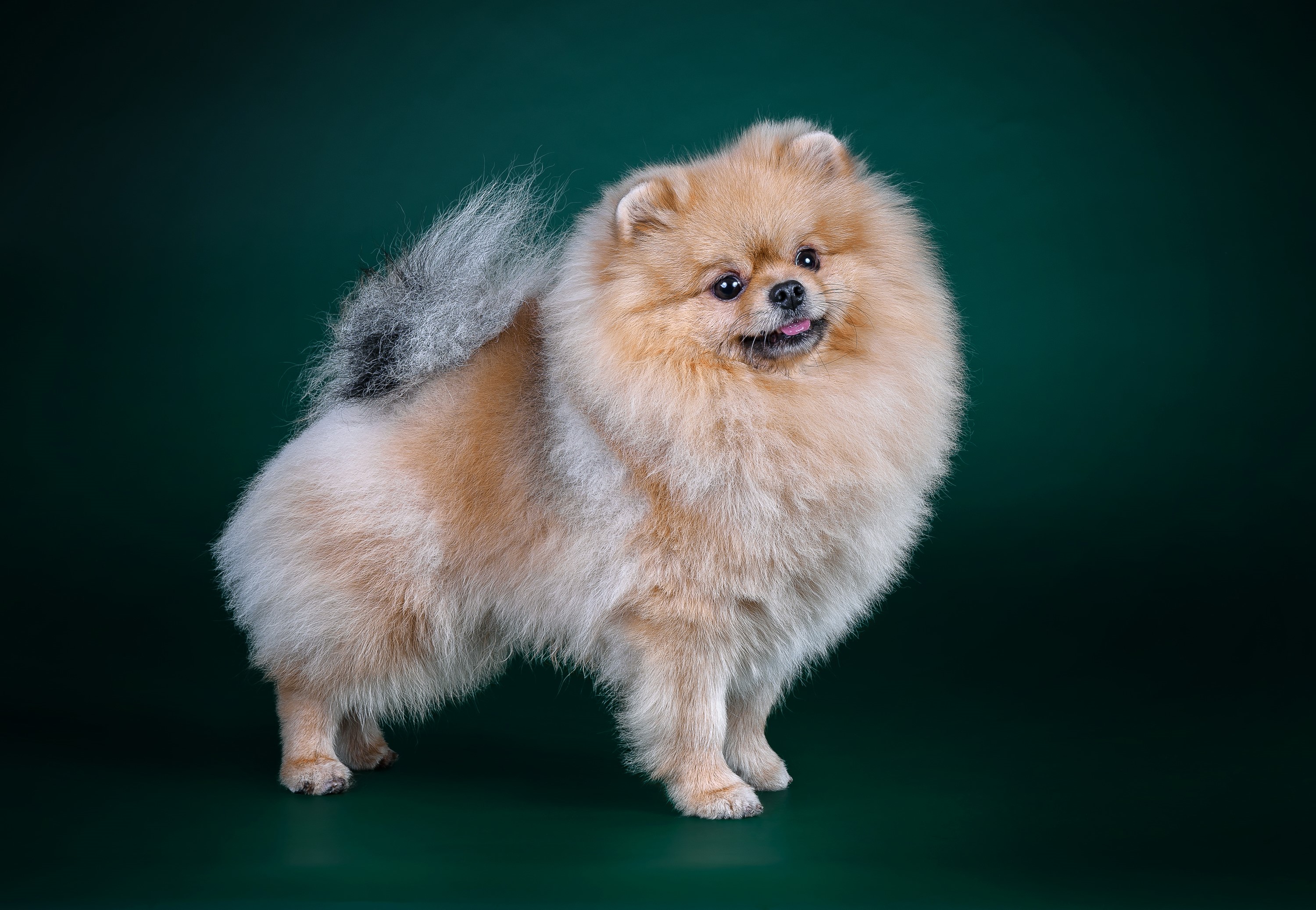 Pomeranian dog on a dark green background HD Wallpaper