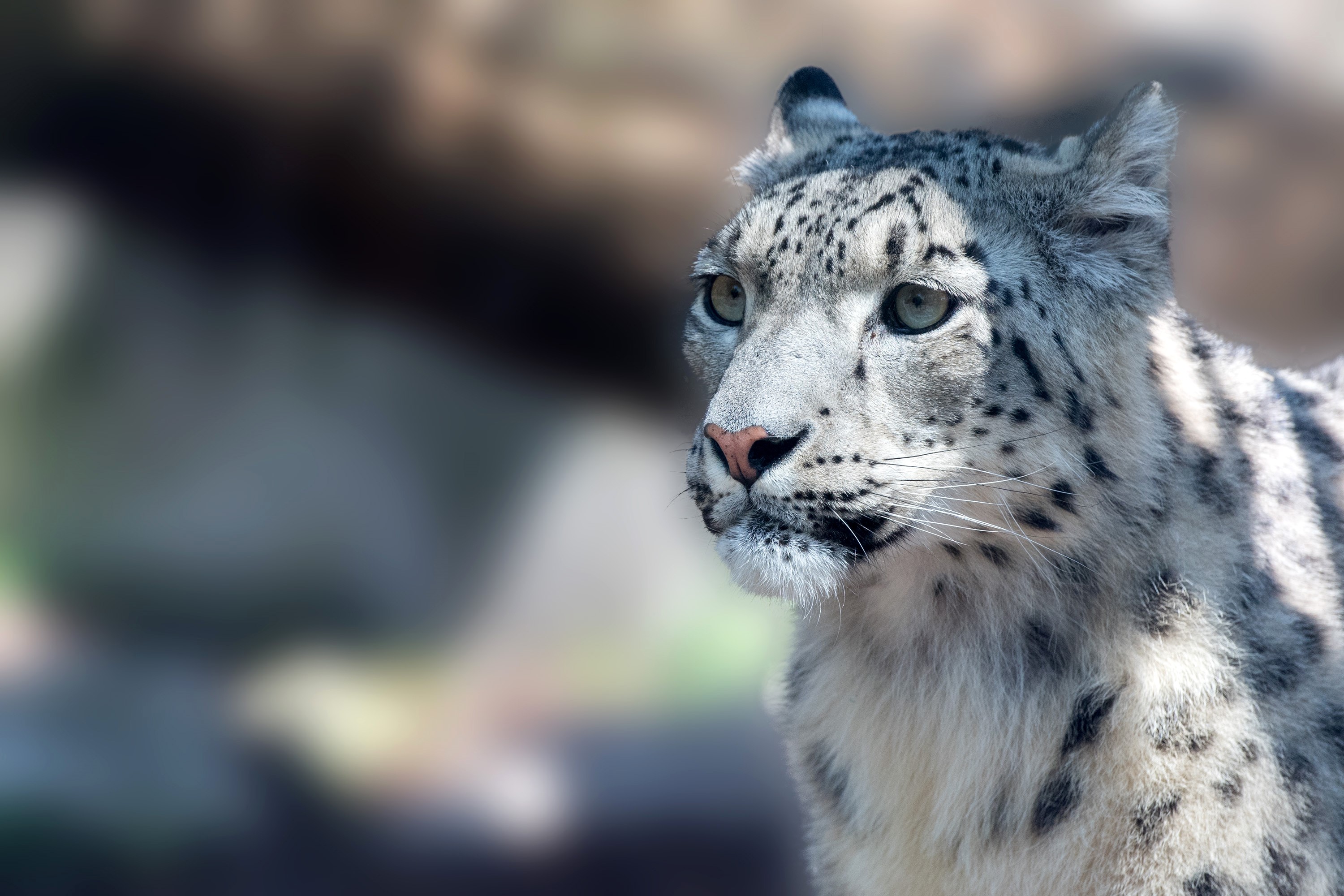 Close-up of a snow leopard's face HD Wallpaper