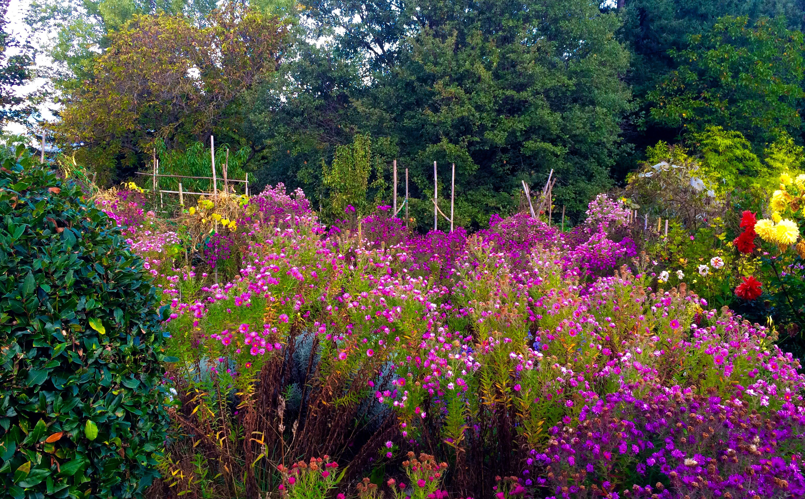 Garden with purple and pink asters and dahlias HD Wallpaper