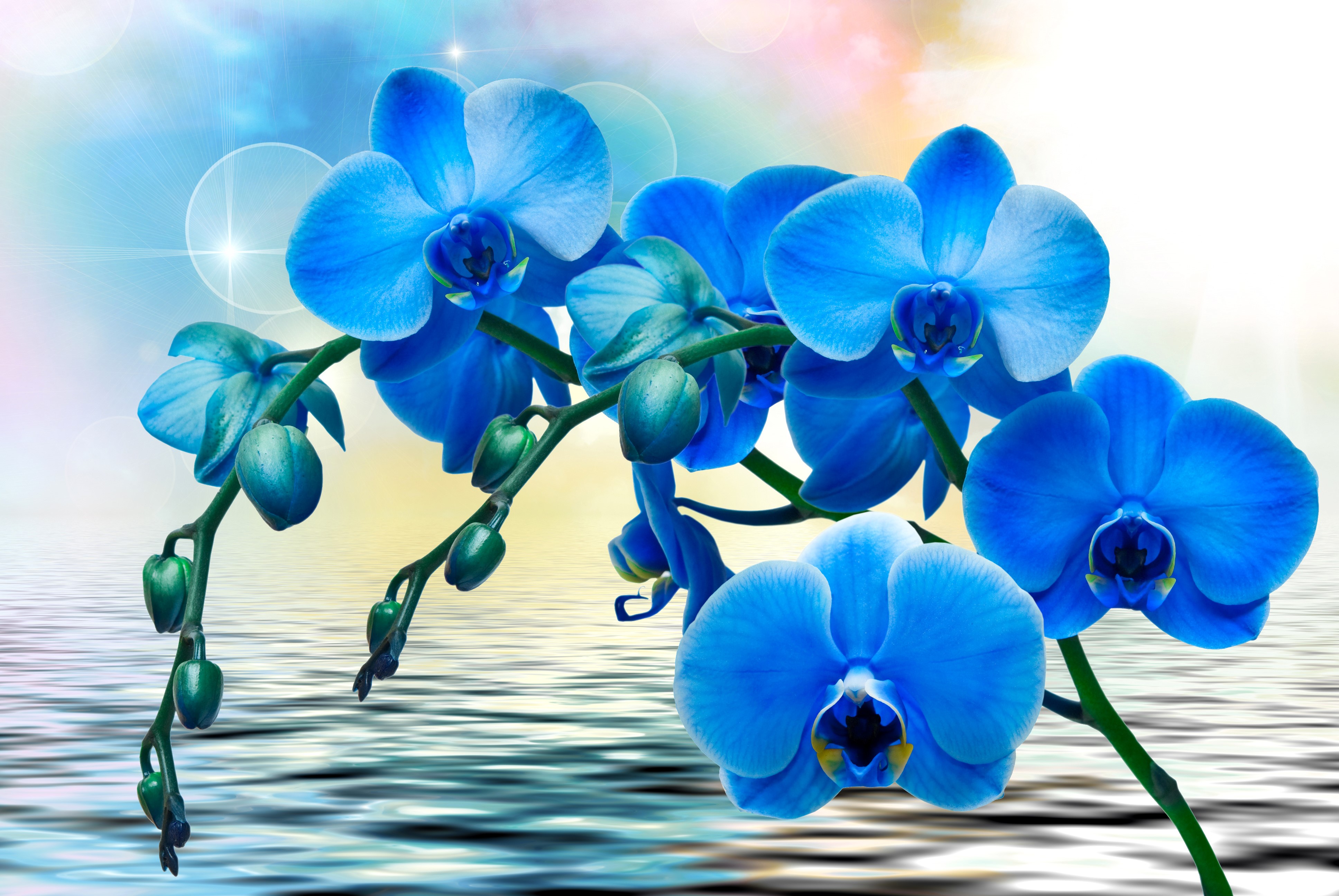 Blue Orchids on Water 4K HD Wallpaper