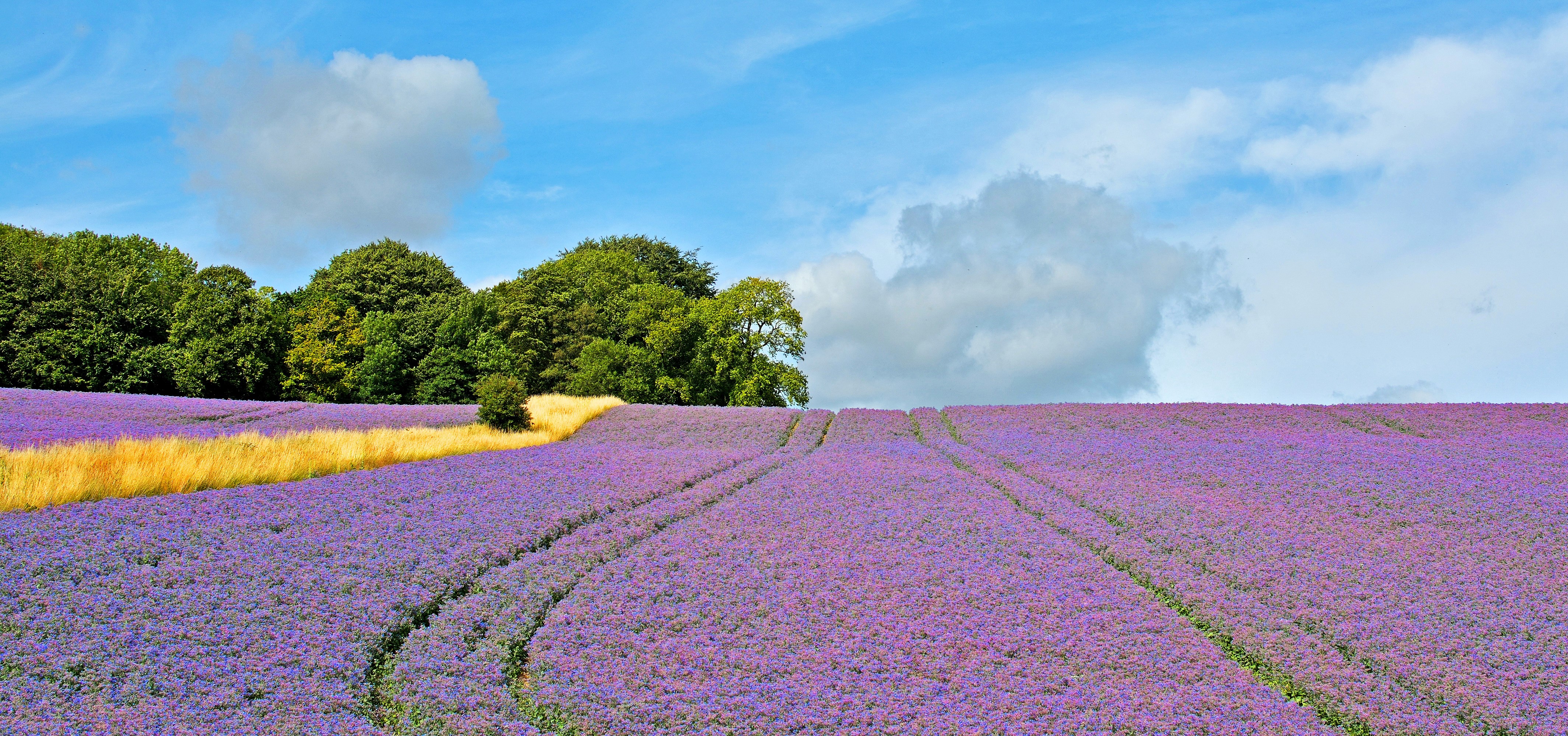 Purple flower field with yellow grass and trees HD Wallpaper