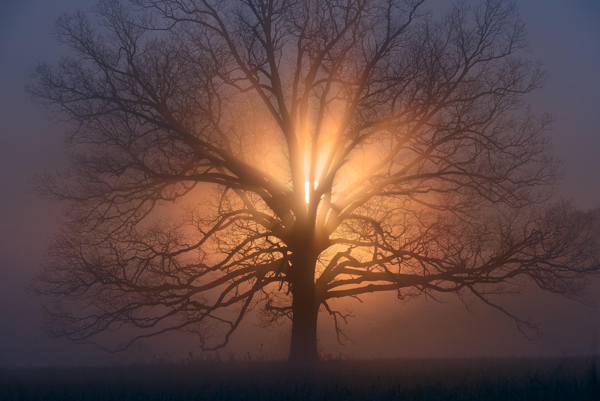 Bare tree with sunbeams in fog HD Wallpaper