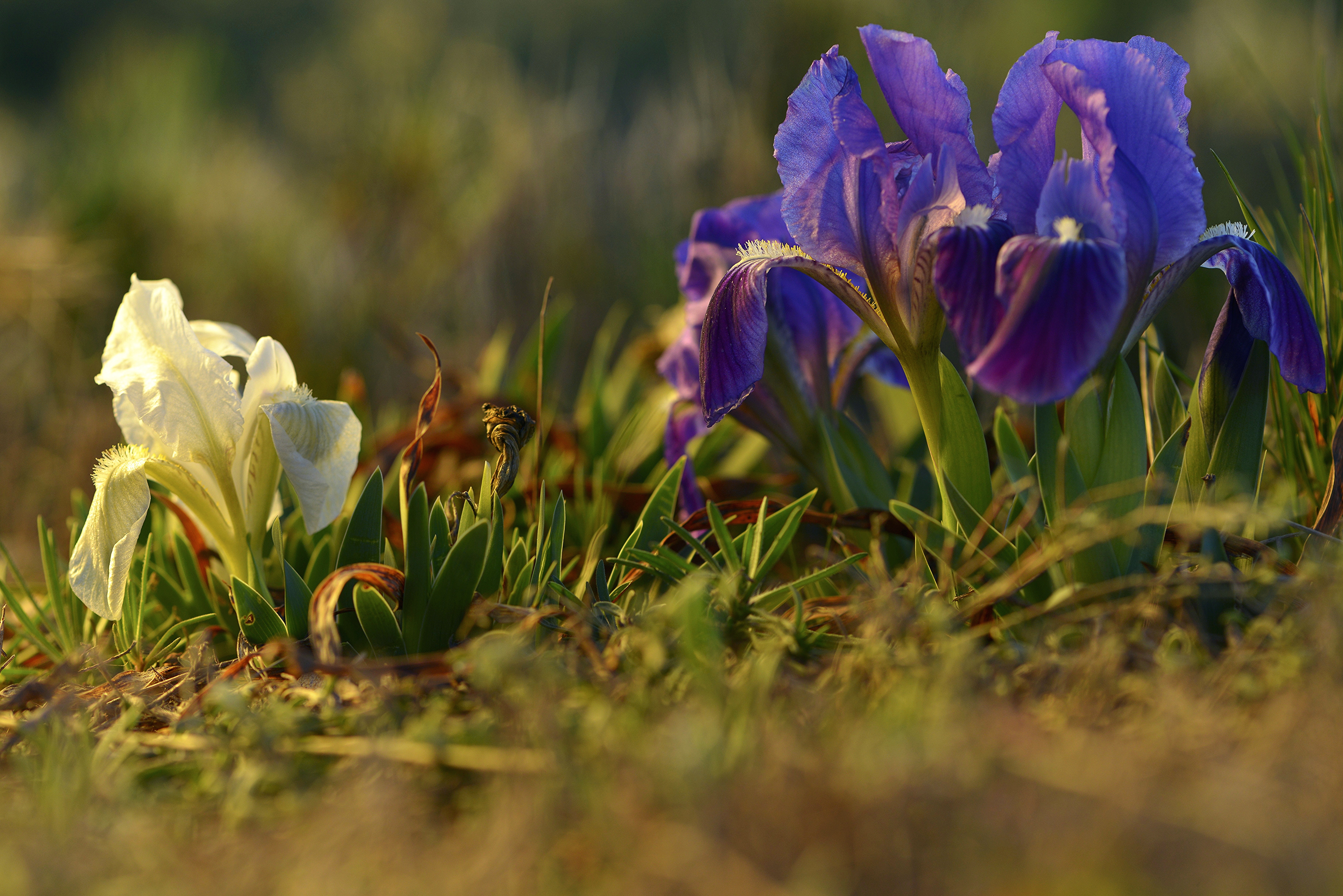 White and Purple Irises in Sunlight HD Wallpaper