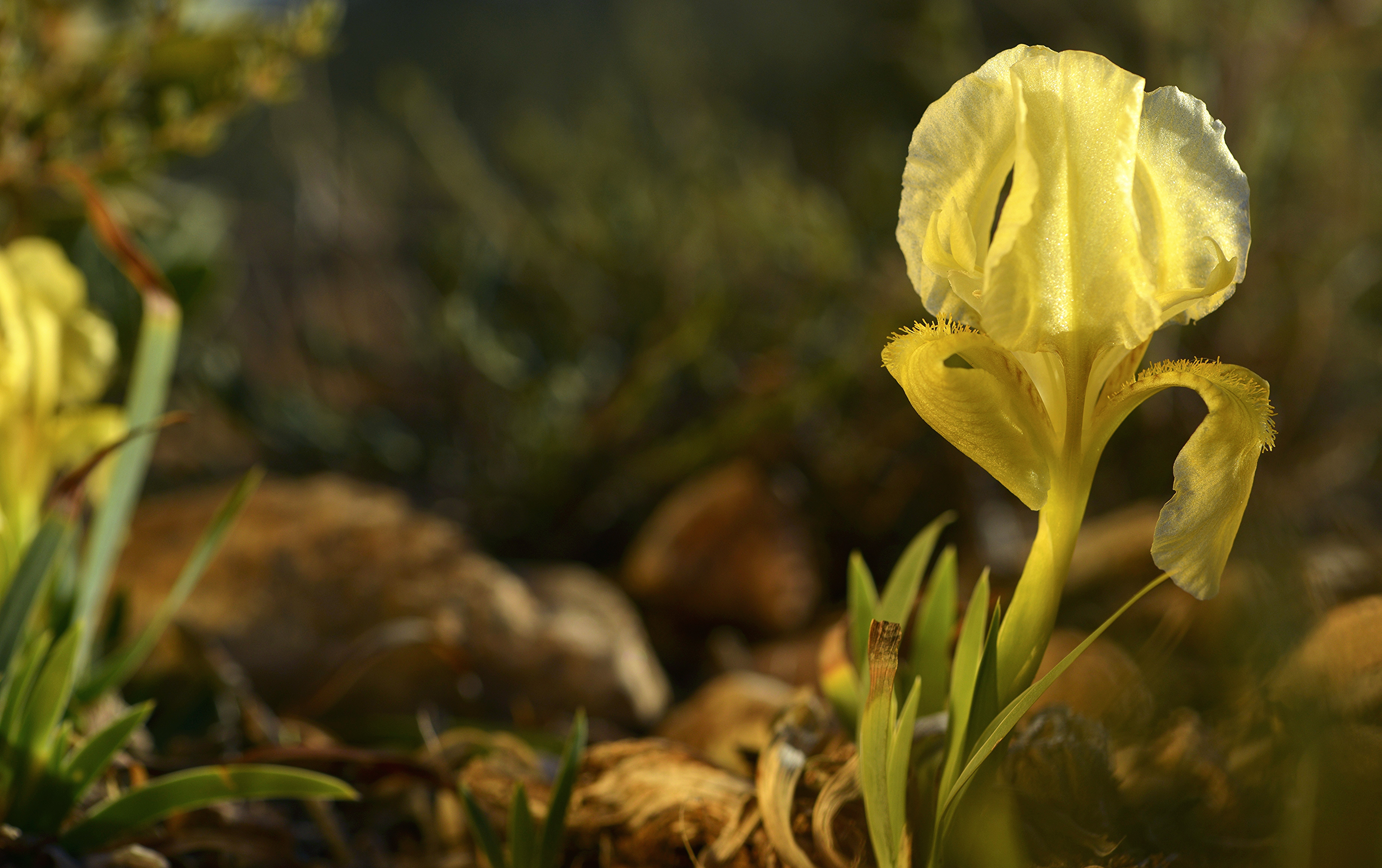 Yellow Iris flower in rocky terrain HD Wallpaper