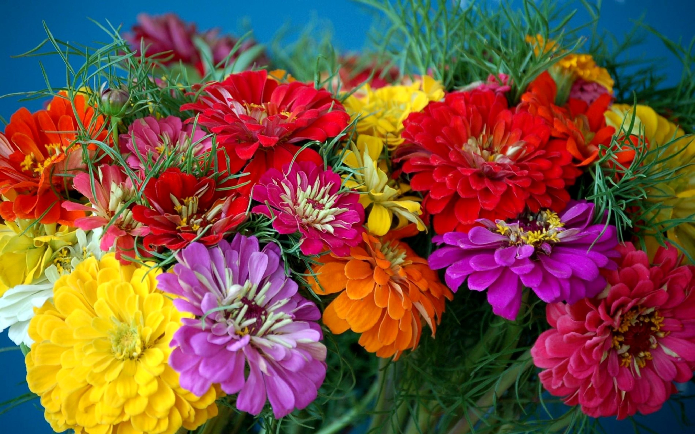 Colorful Zinnia Flowers Bouquet Closeup HD Wallpaper