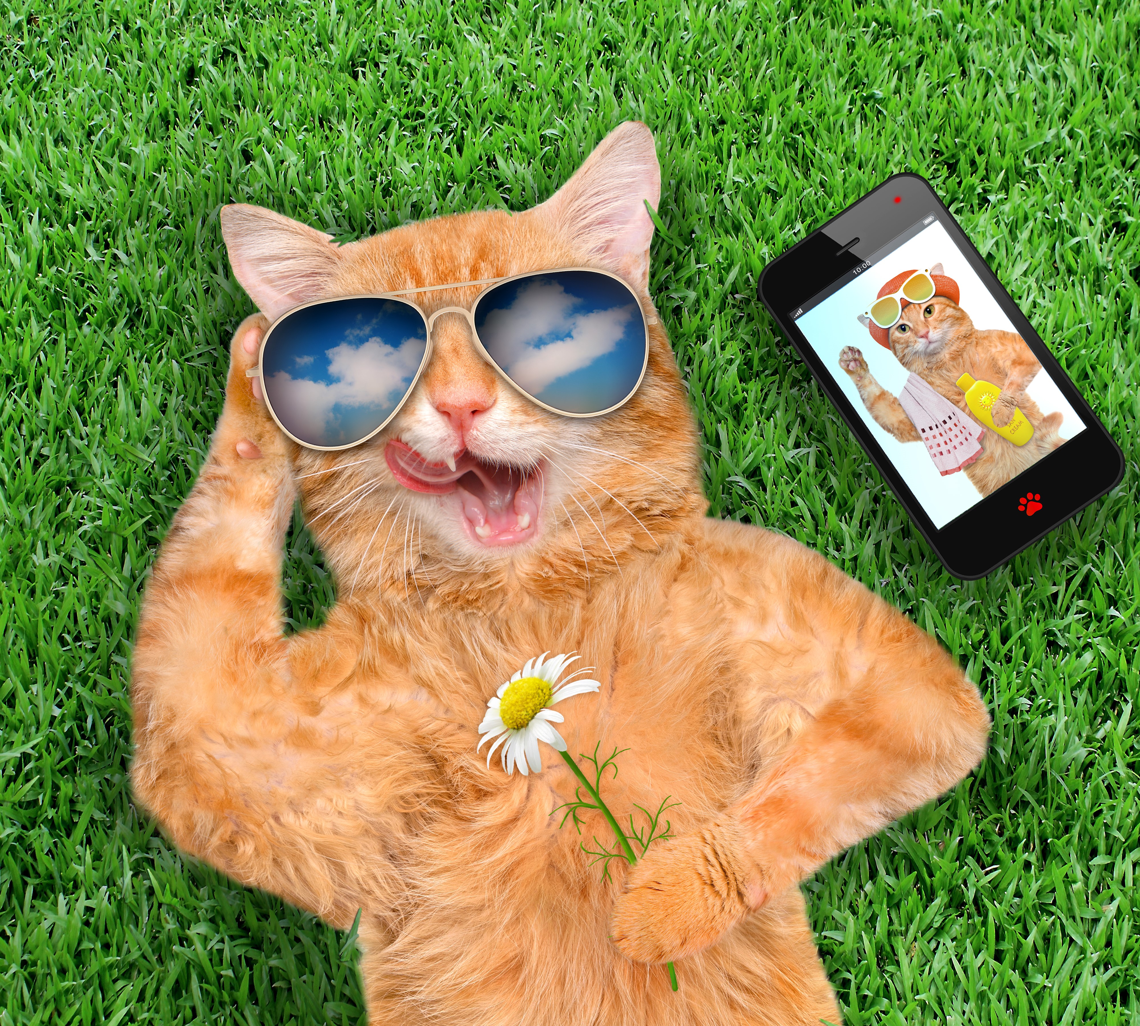 Orange Cat with Sunglasses and Flower on Grass HD Wallpaper