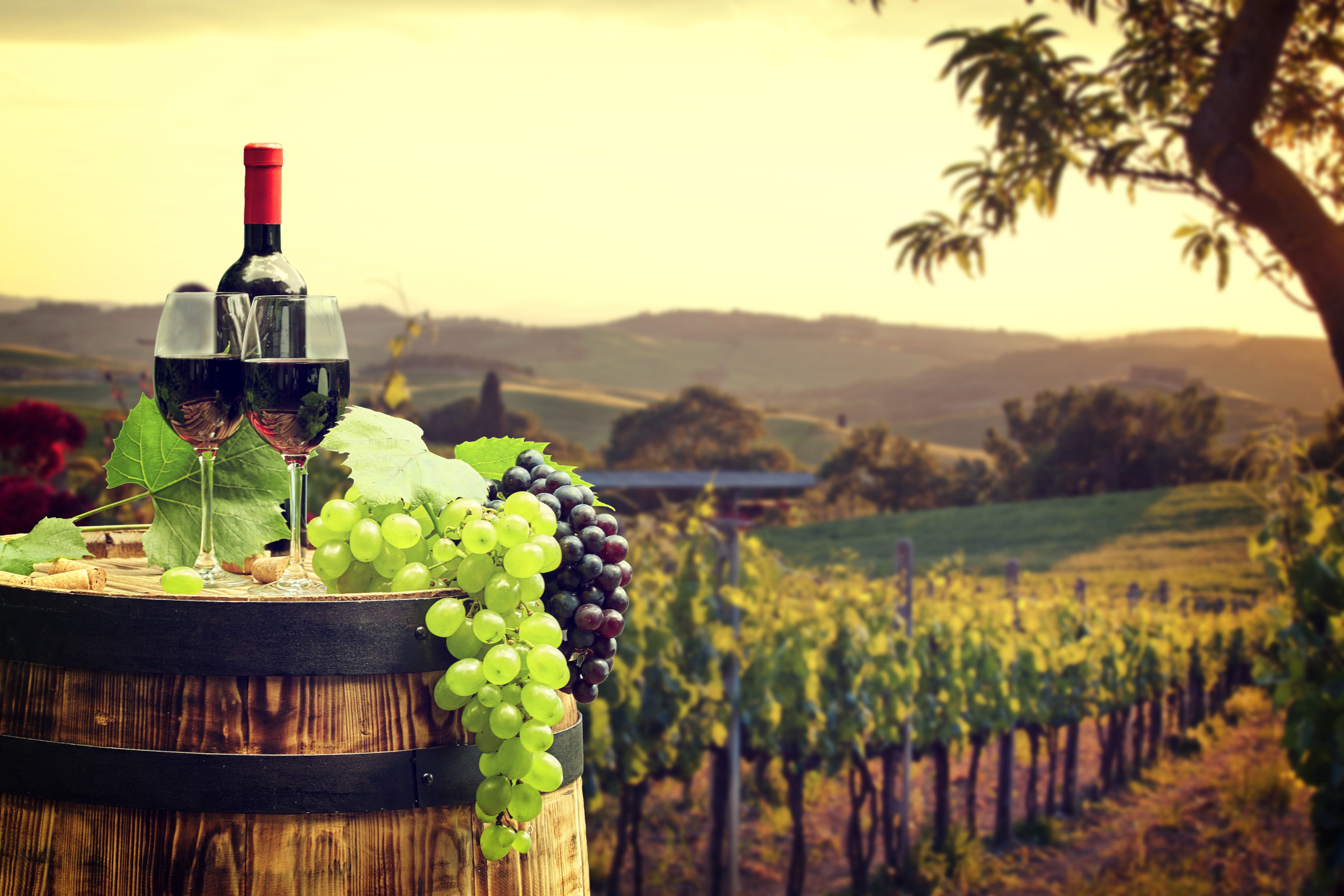 Wine bottle and glasses on barrel in vineyard HD Wallpaper