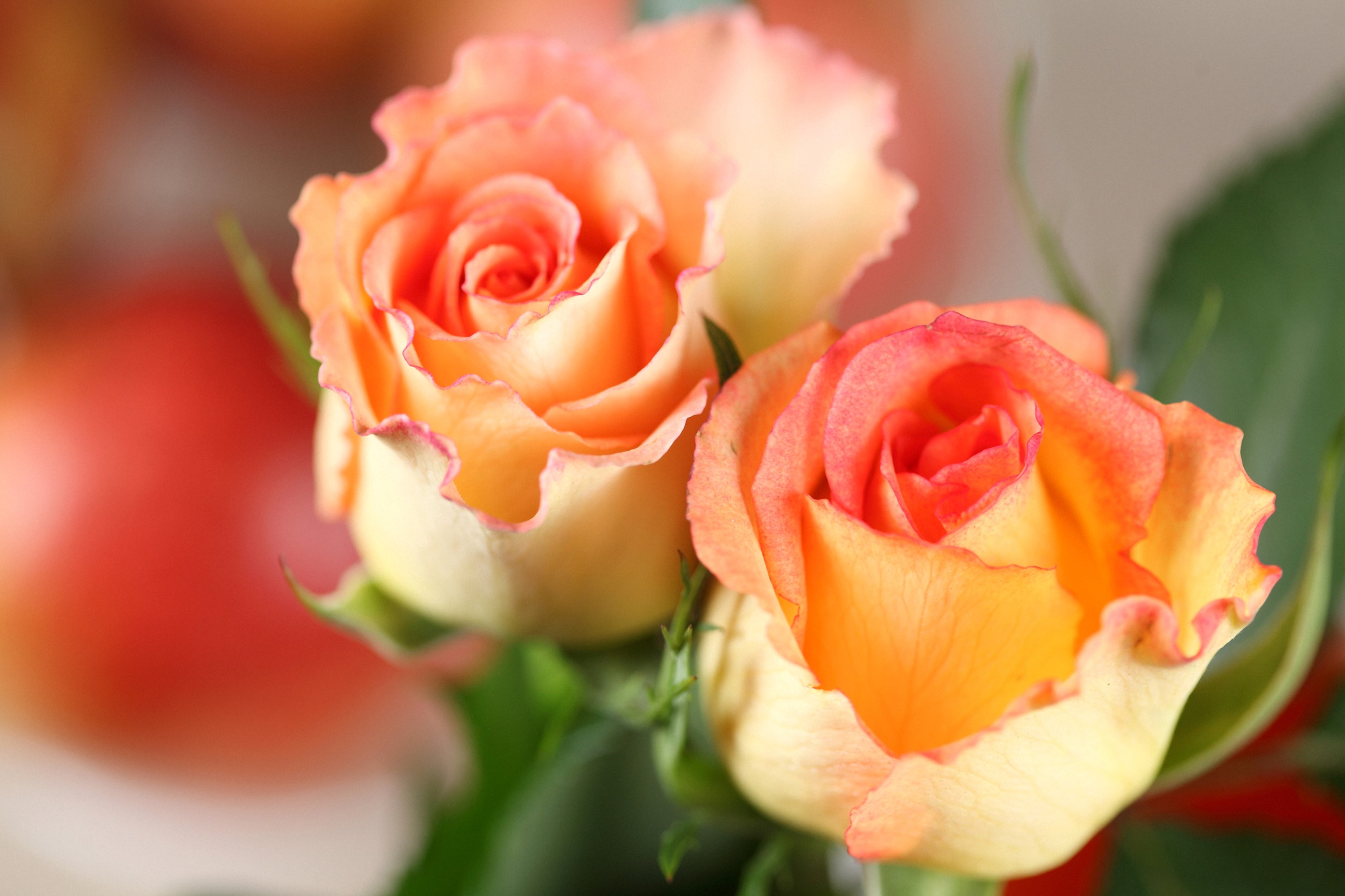Two peach and orange roses HD Wallpaper
