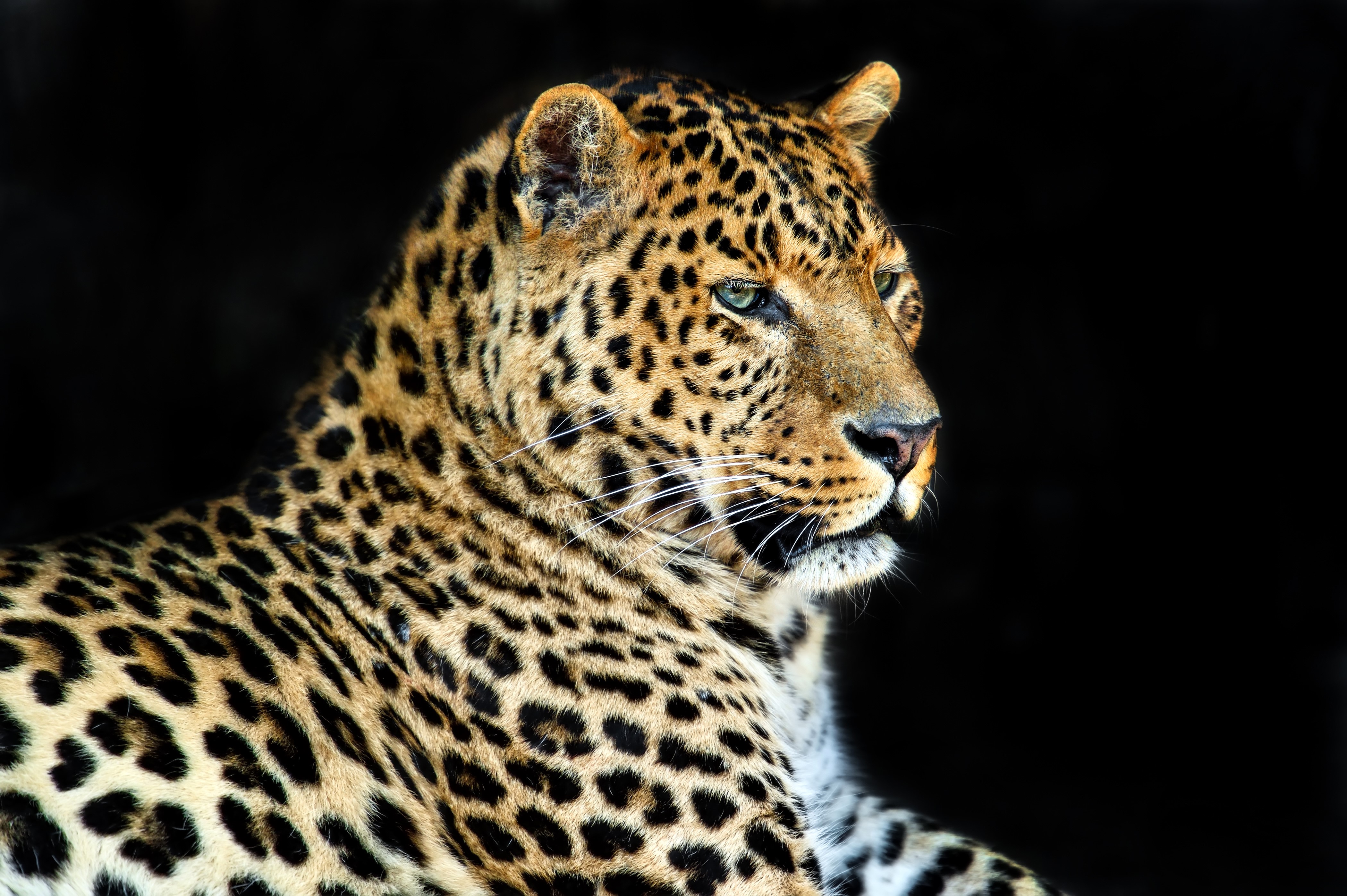 Leopard on a black background HD Wallpaper