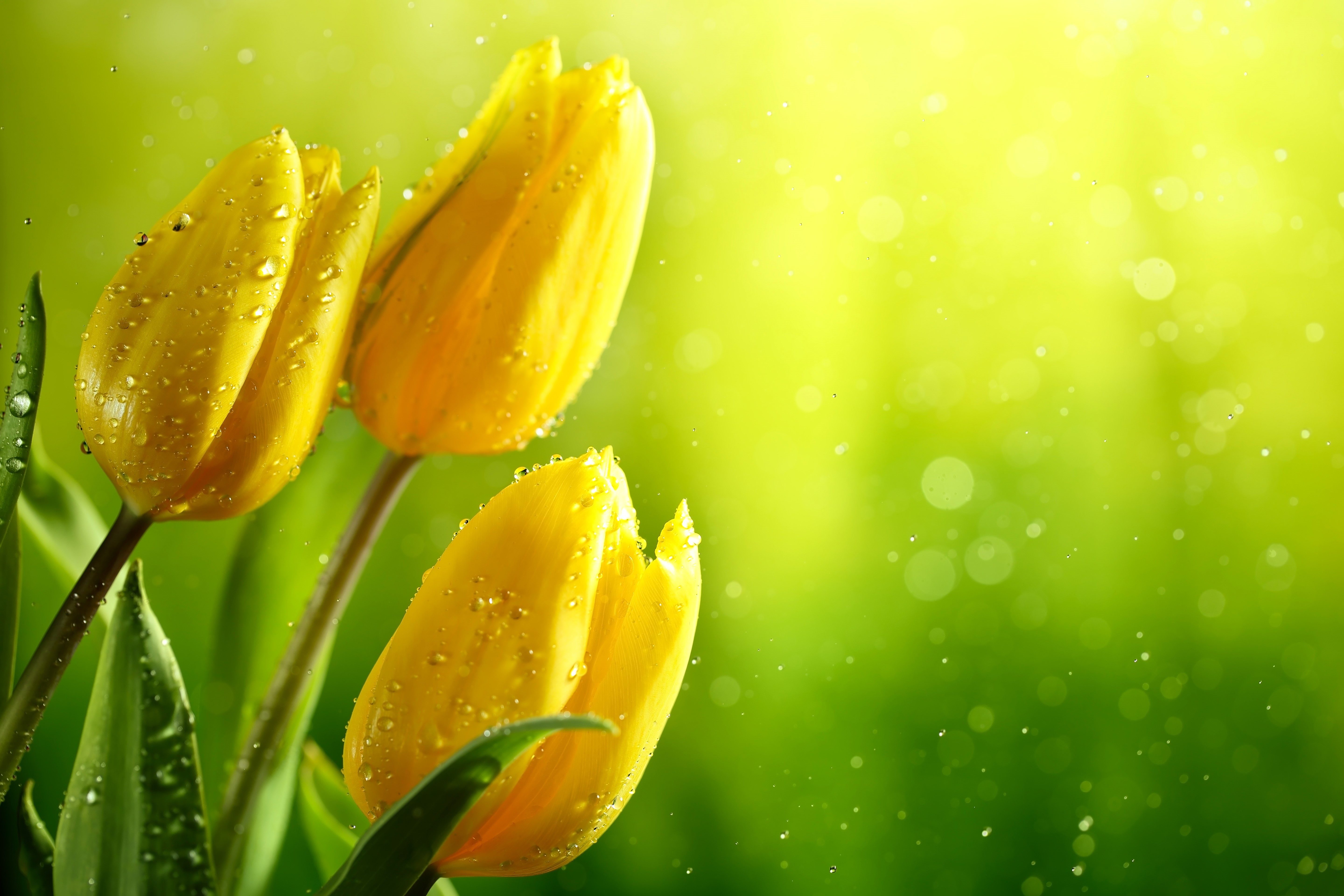 Three yellow tulips with water drops HD Wallpaper