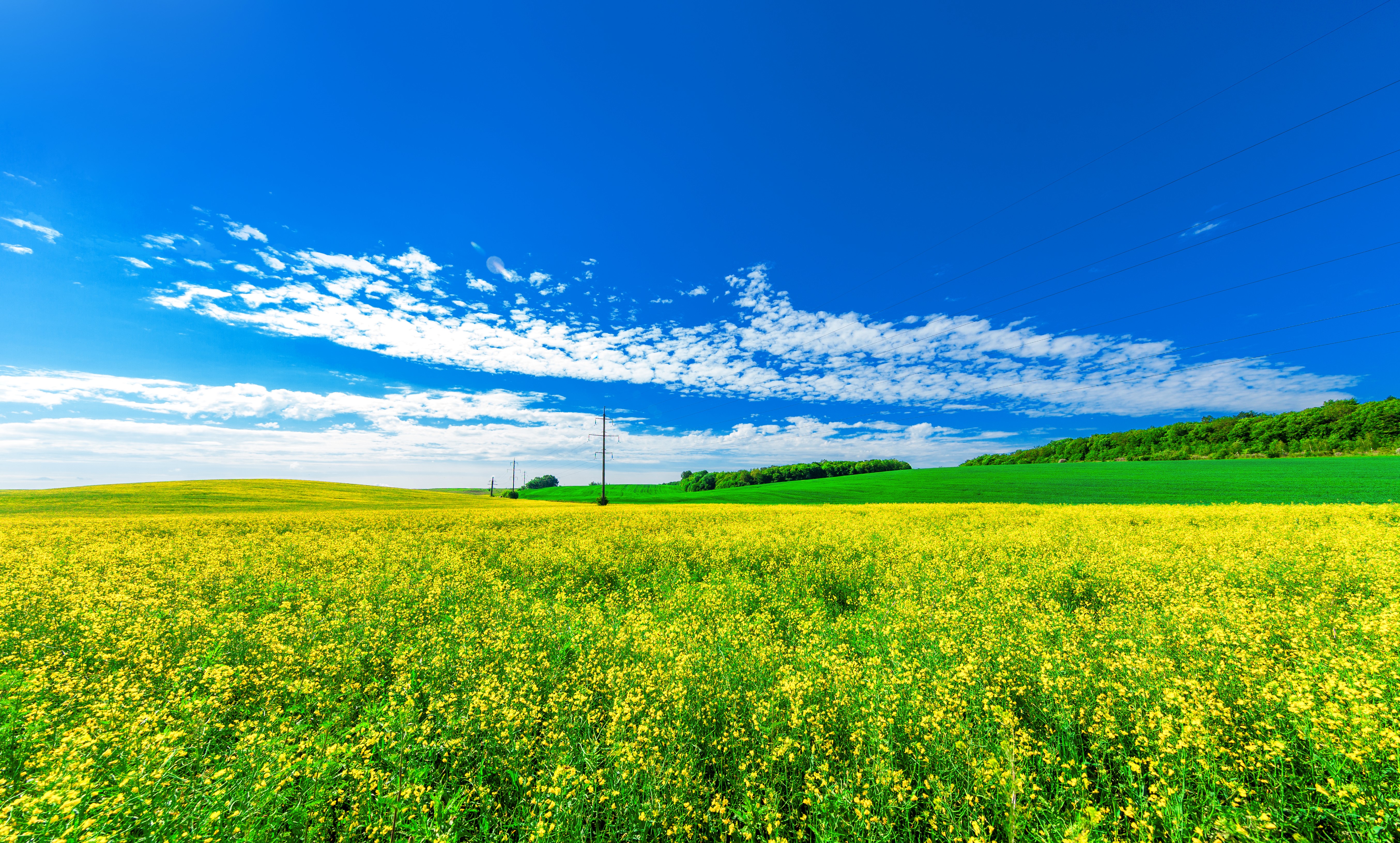 Vast yellow rapeseed field under a blue sky with clouds HD Wallpaper