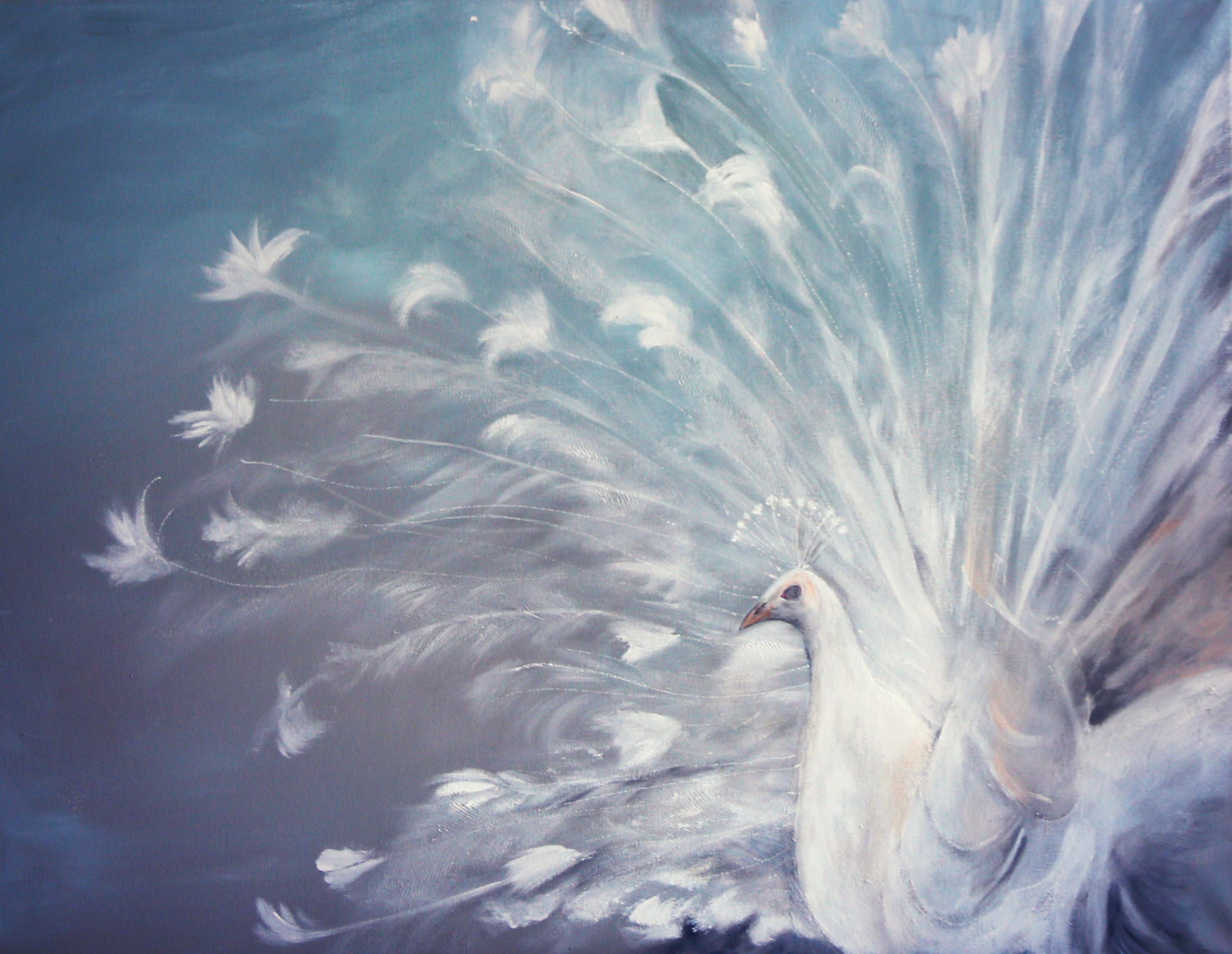 White Peacock with Feathers Displayed HD Wallpaper