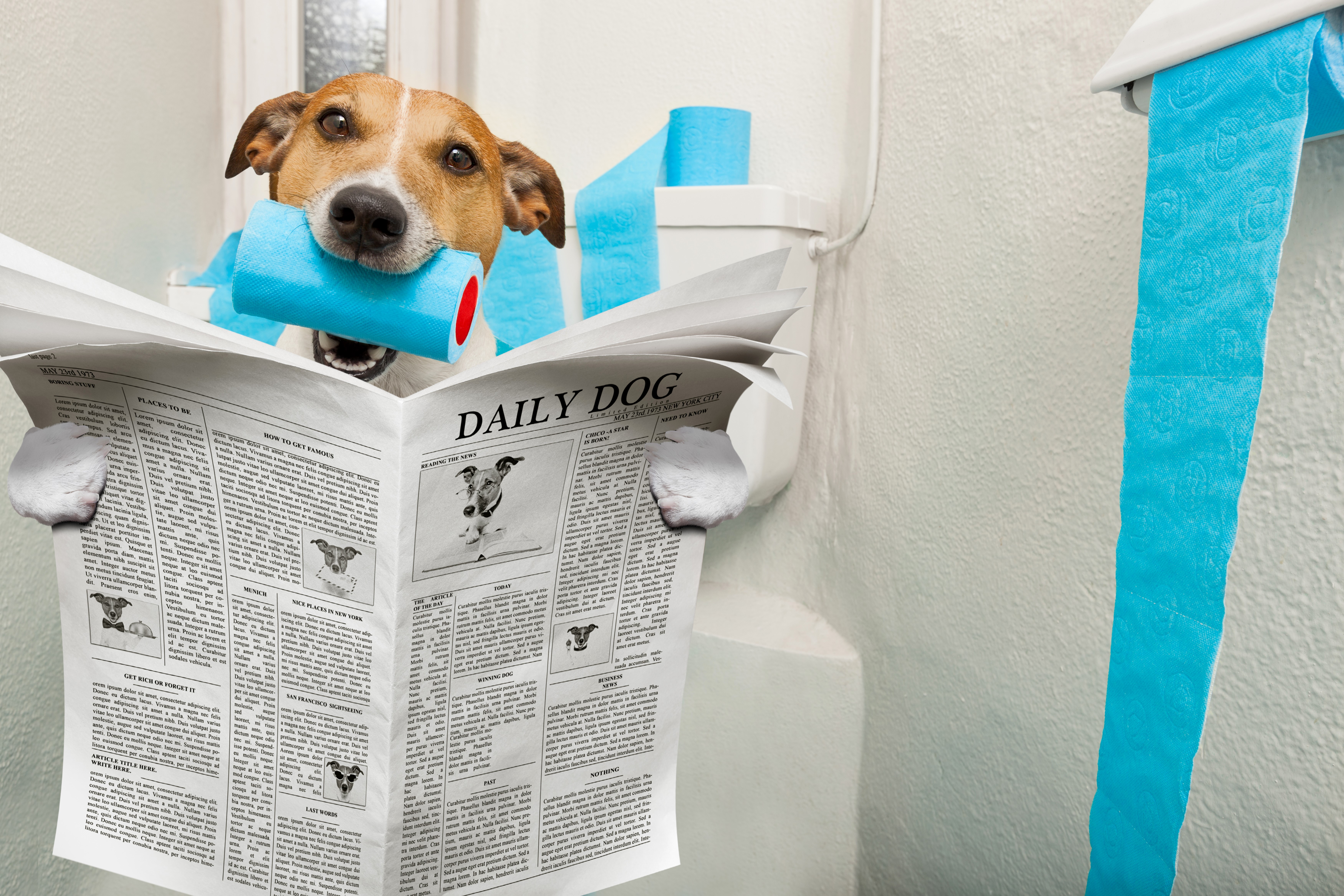 Jack Russell Terrier Reading Newspaper with Toilet Paper HD Wallpaper