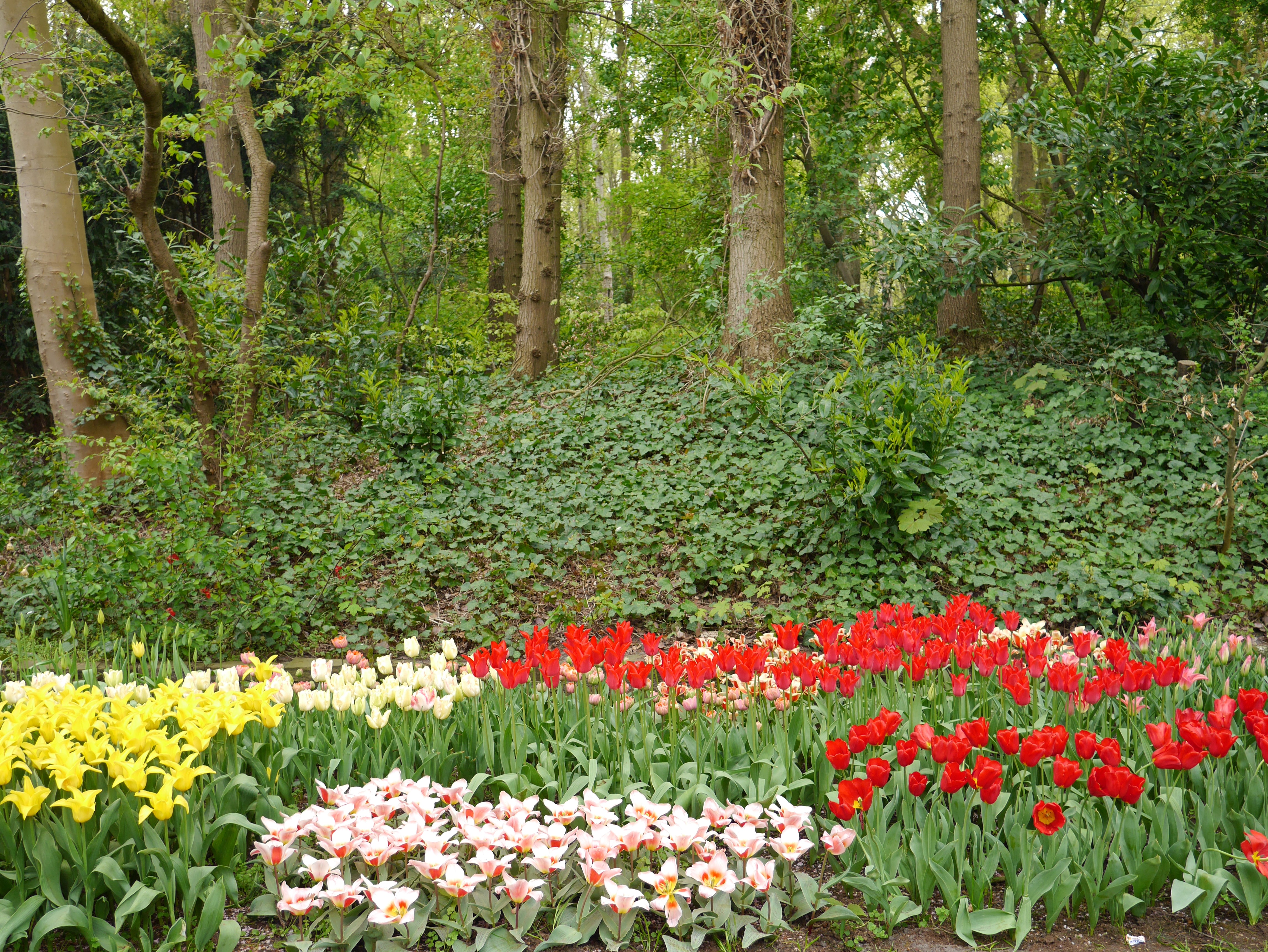 4K Keukenhof Lisse Netherlands Tulips HD Wallpaper