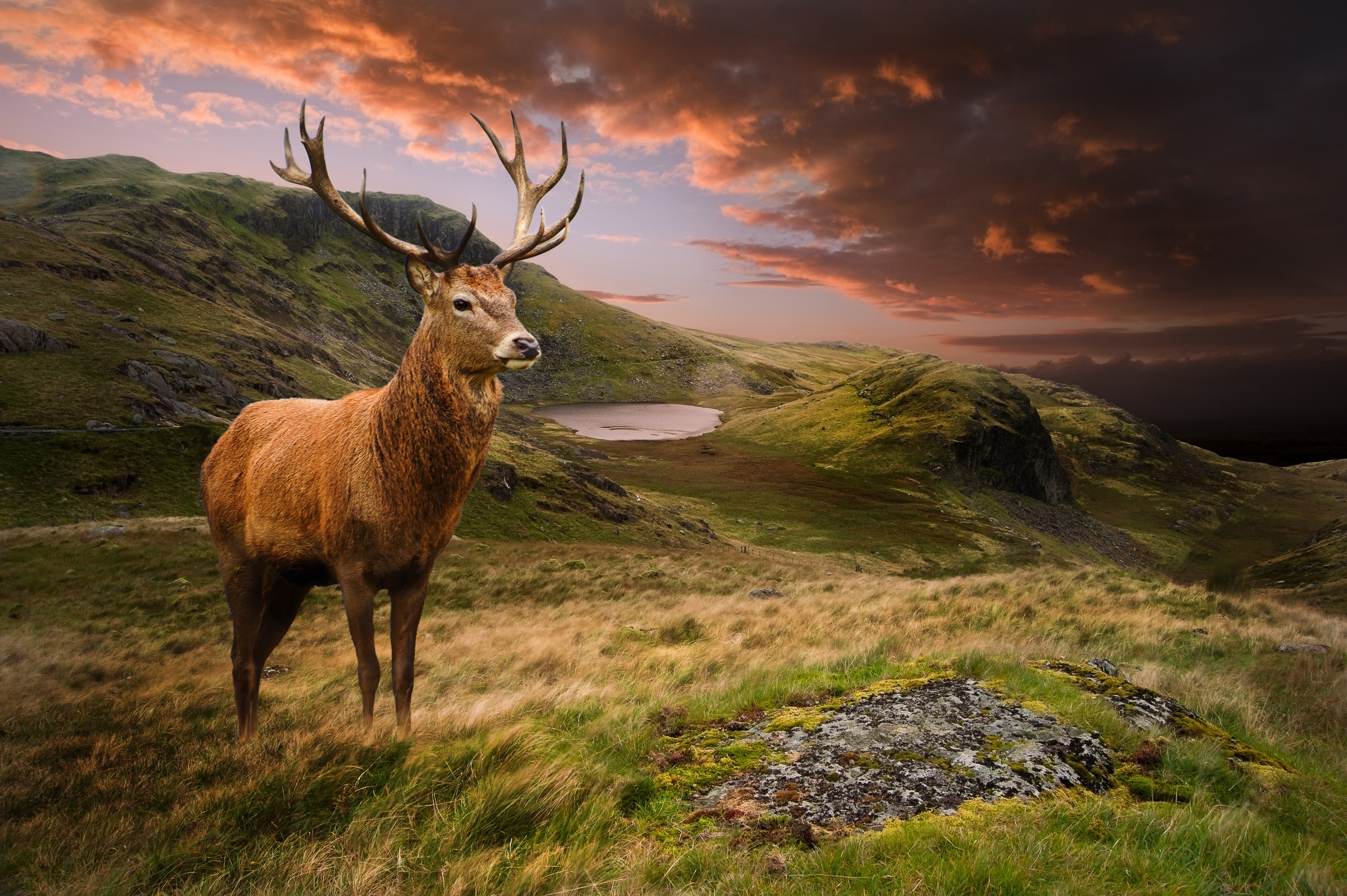 Deer in a Mountain Landscape at Sunset HD Wallpaper