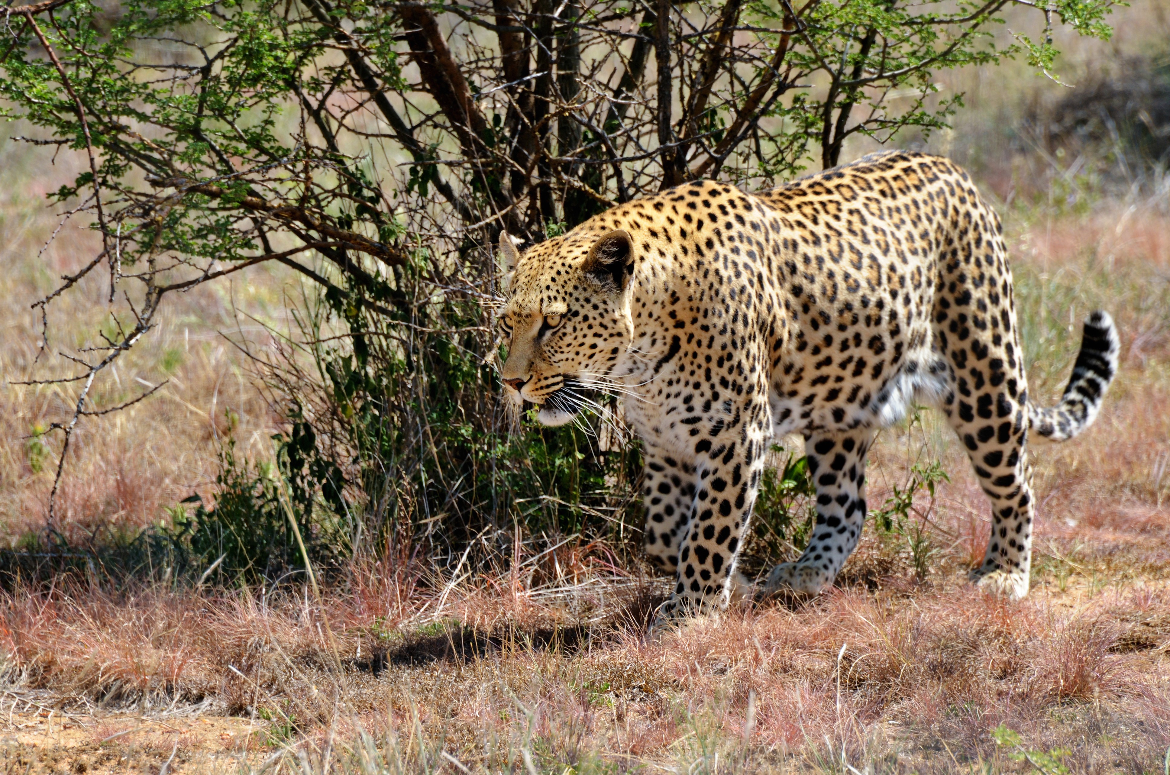 Leopard walking in a savanna HD Wallpaper