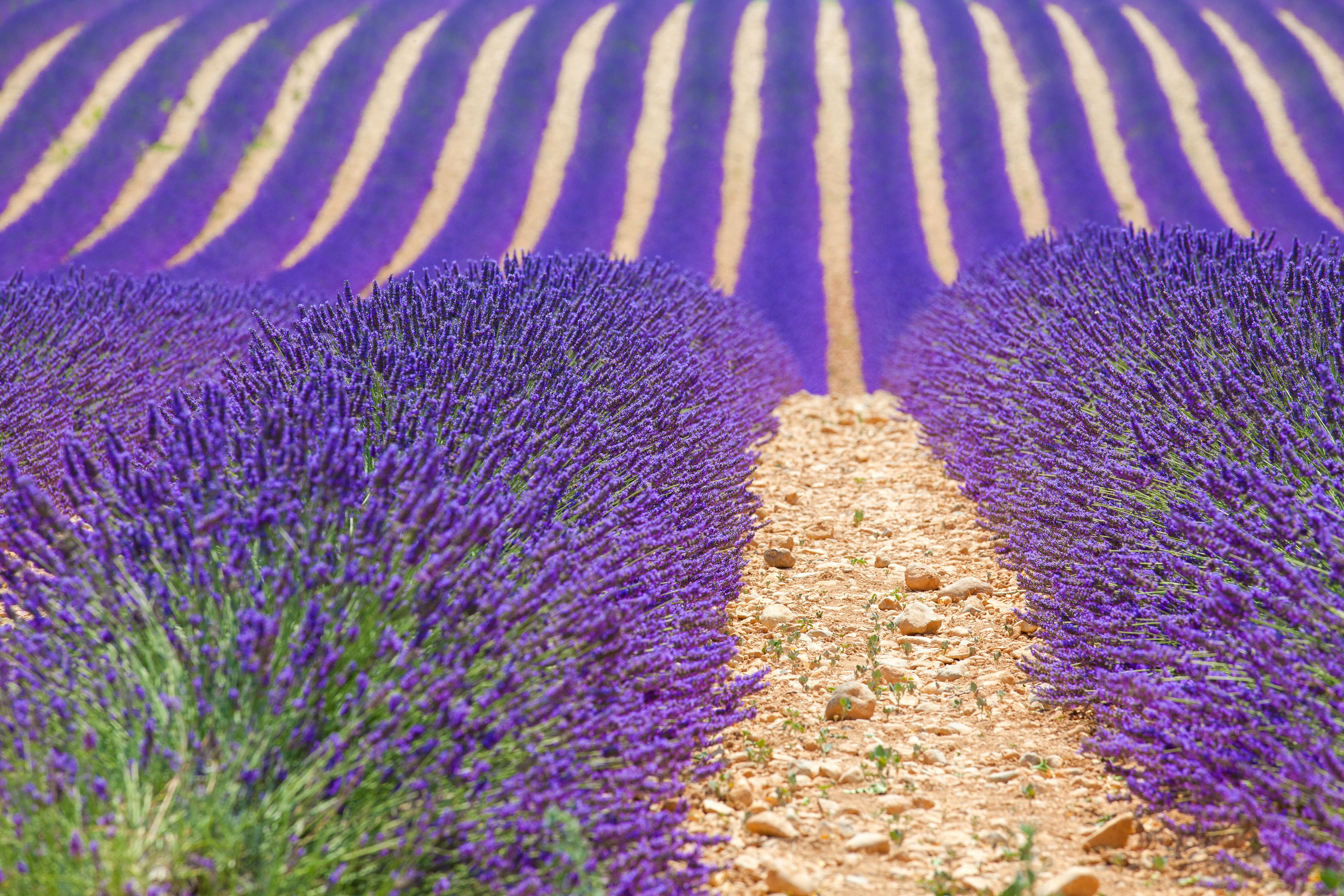 Lavender Fields in Provence, France HD Wallpaper