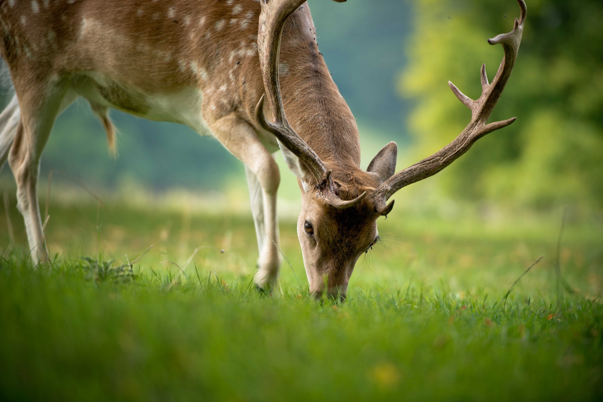 Deer with antlers grazing in a field HD Wallpaper