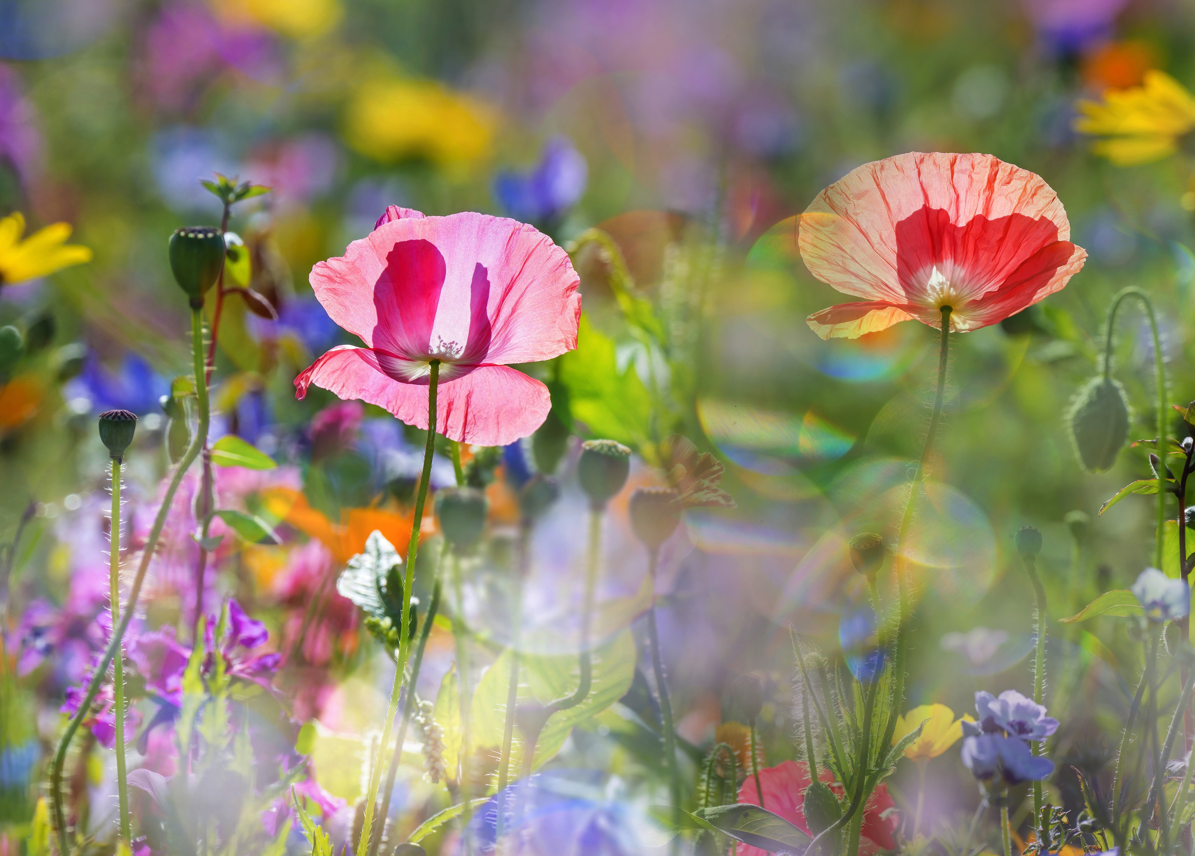 4K Poppies in a Field HD Wallpaper