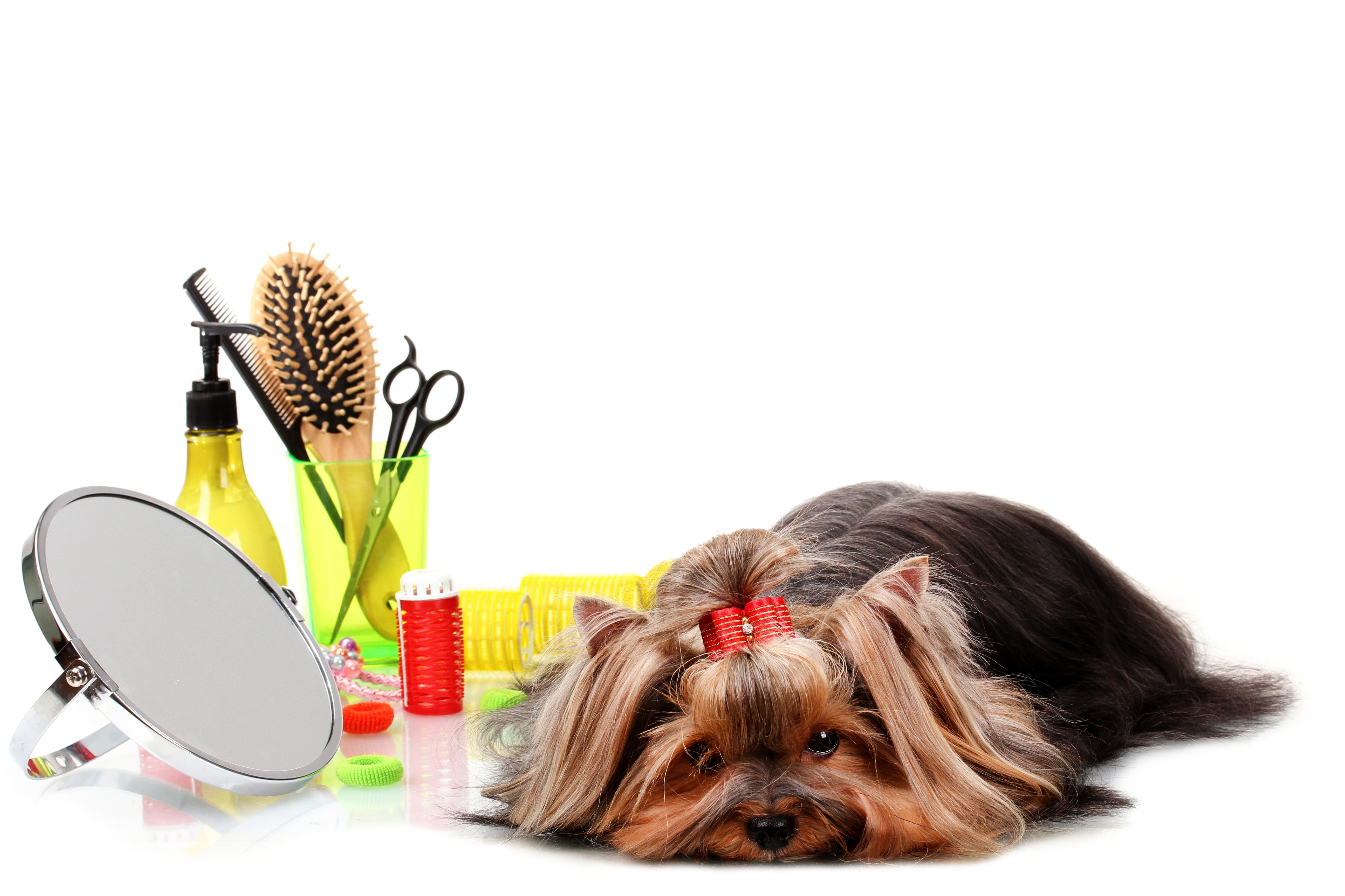 Yorkshire Terrier with Grooming Supplies and Mirror HD Wallpaper