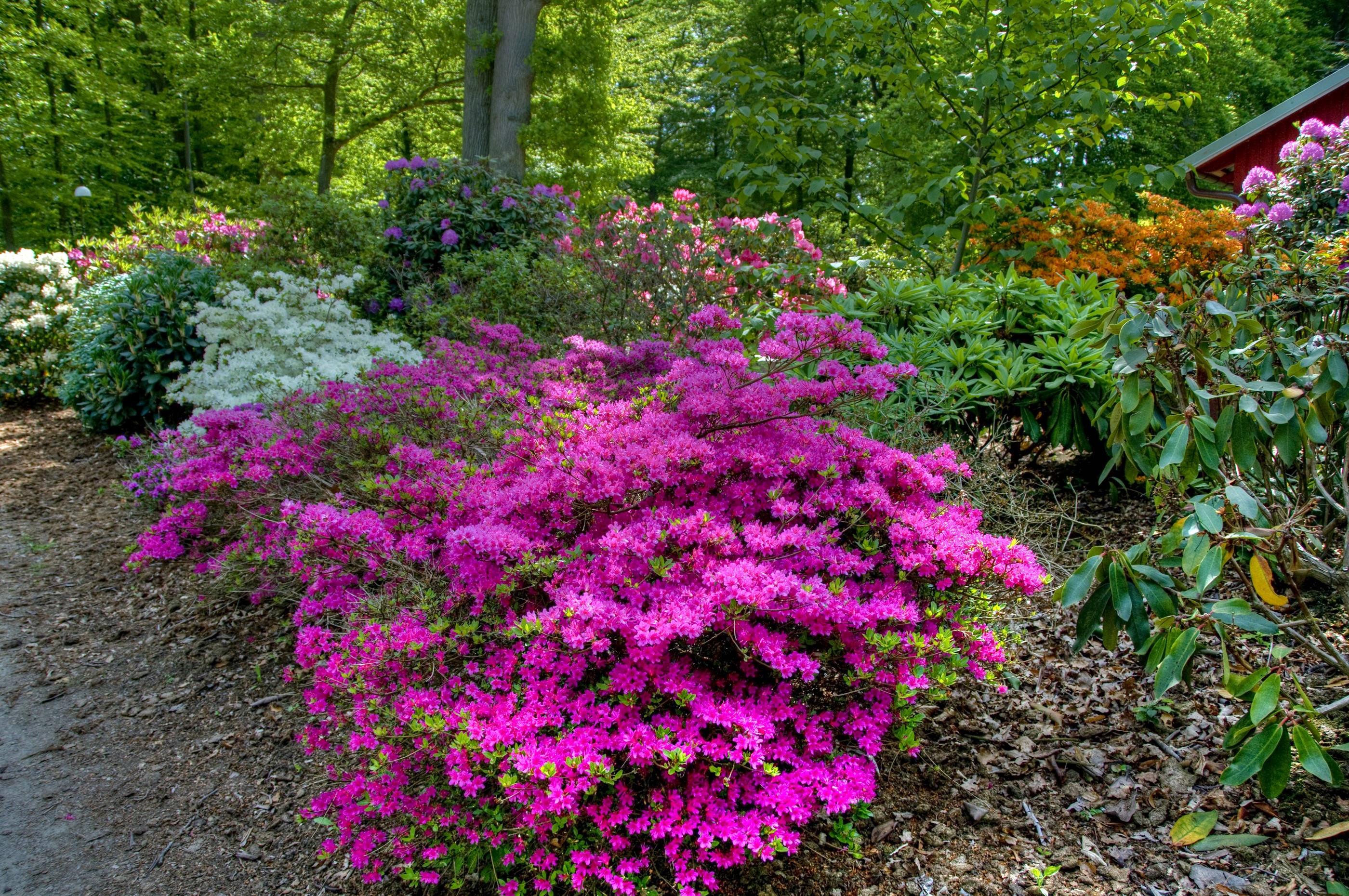 Rhododendrons in bloom at Sofiero Castle Gardens, Sweden HD Wallpaper