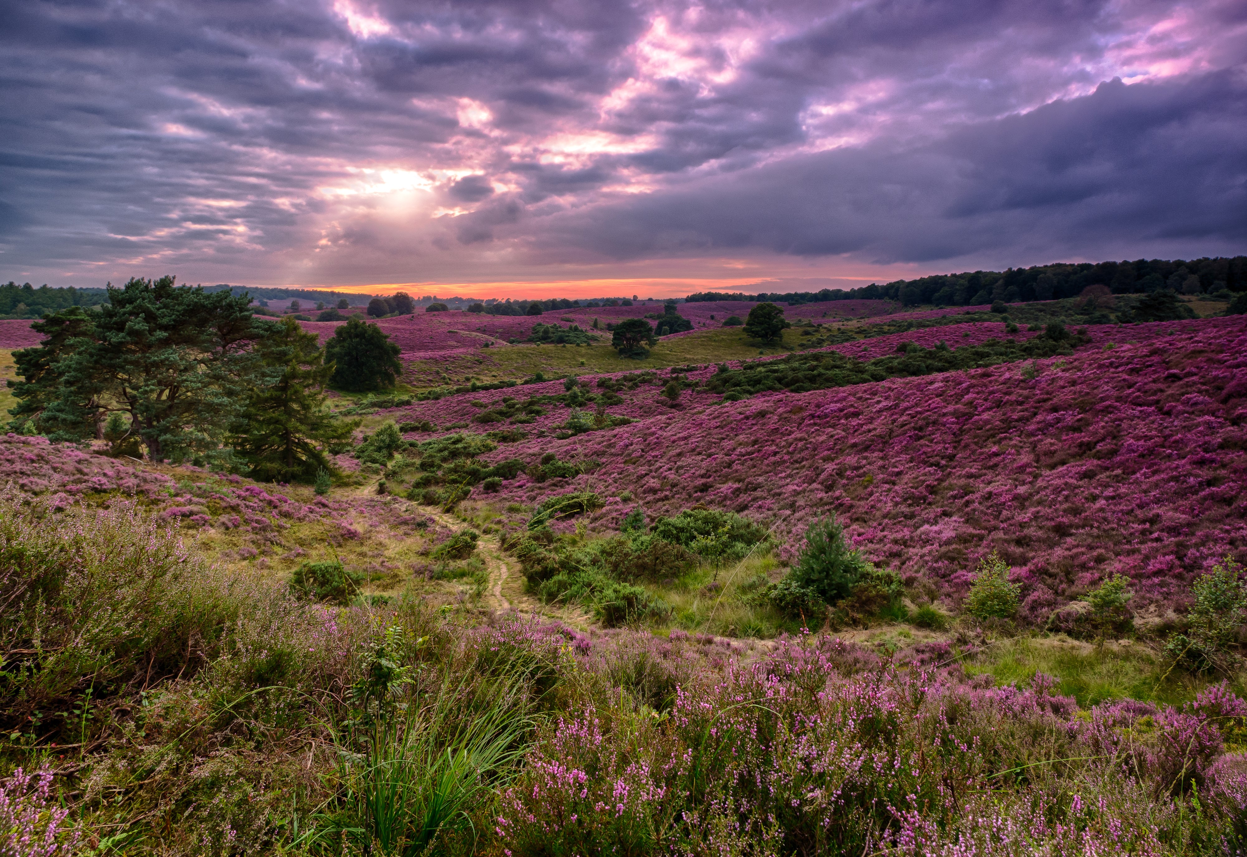 Heather fields at sunset HD Wallpaper