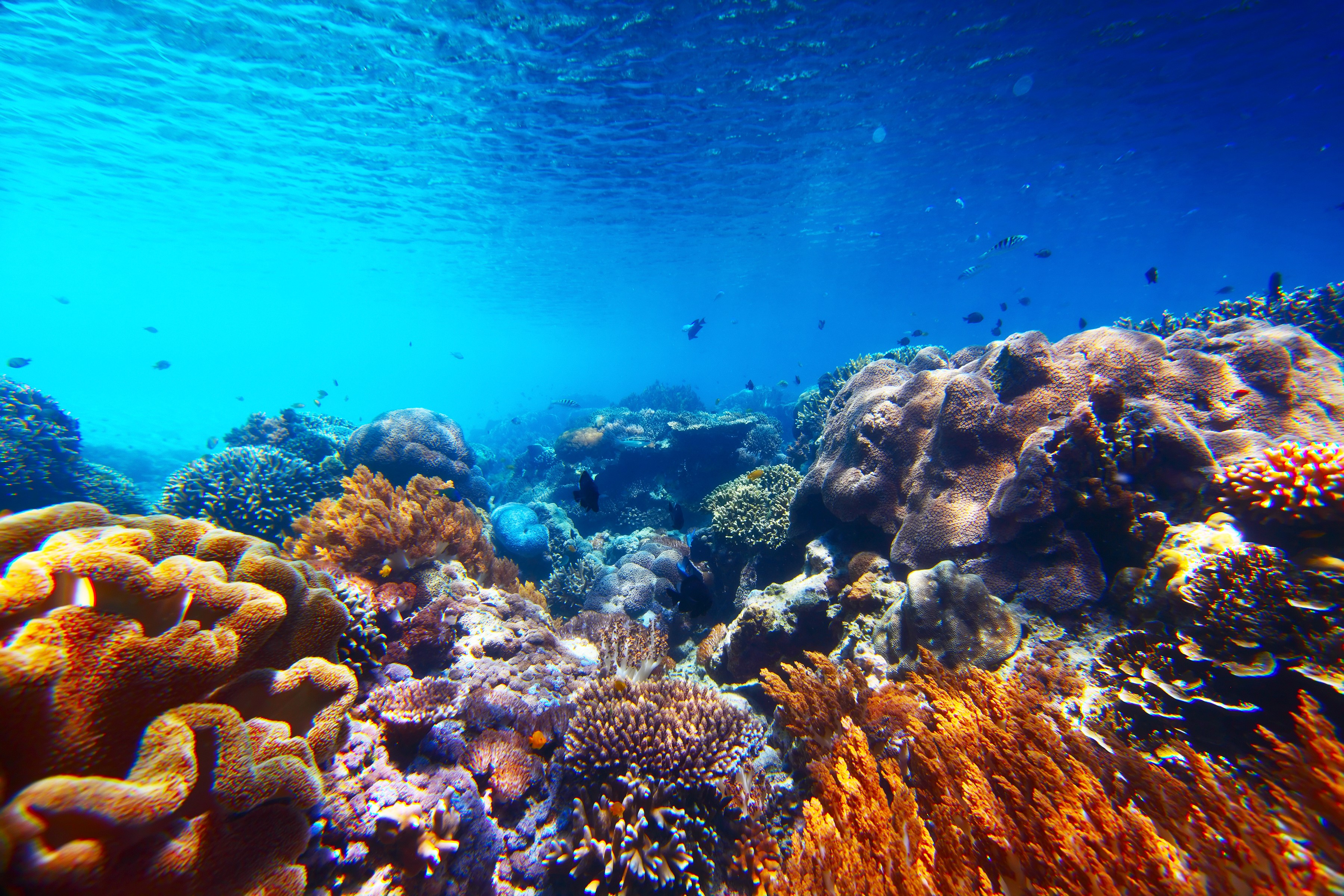 Underwater coral reef with fish HD Wallpaper