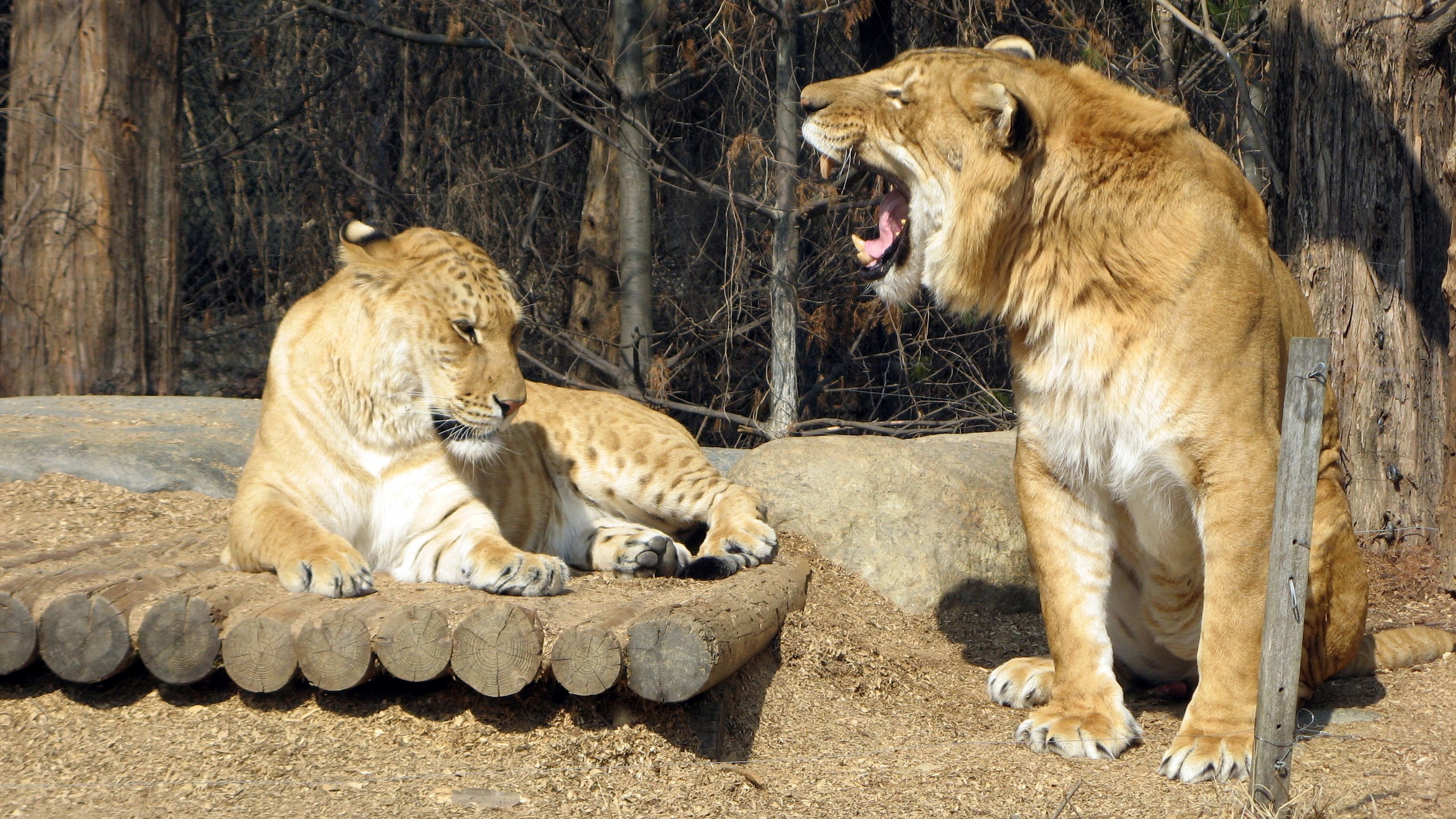 Two ligers in an outdoor enclosure HD Wallpaper