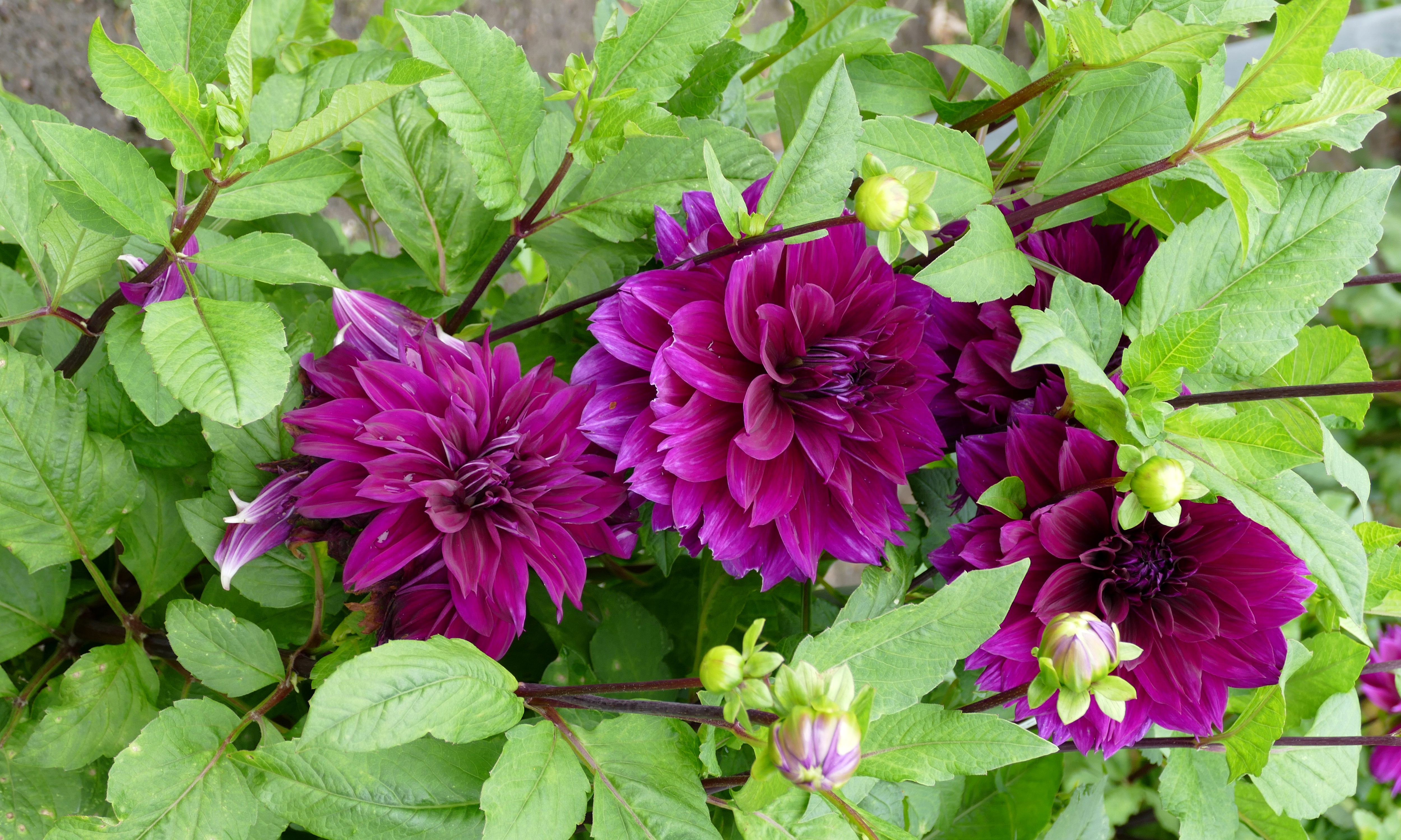 Purple Dahlias and Flower Buds HD Wallpaper