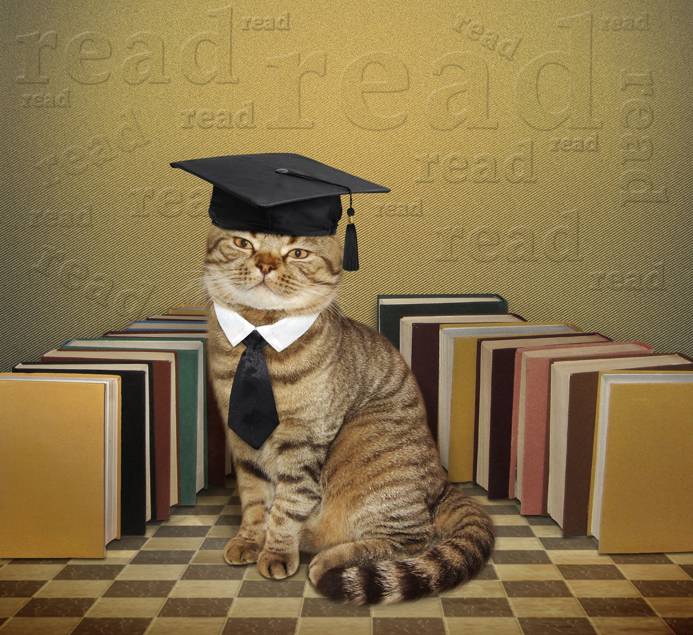 Cat wearing graduation cap and tie sitting by books HD Wallpaper