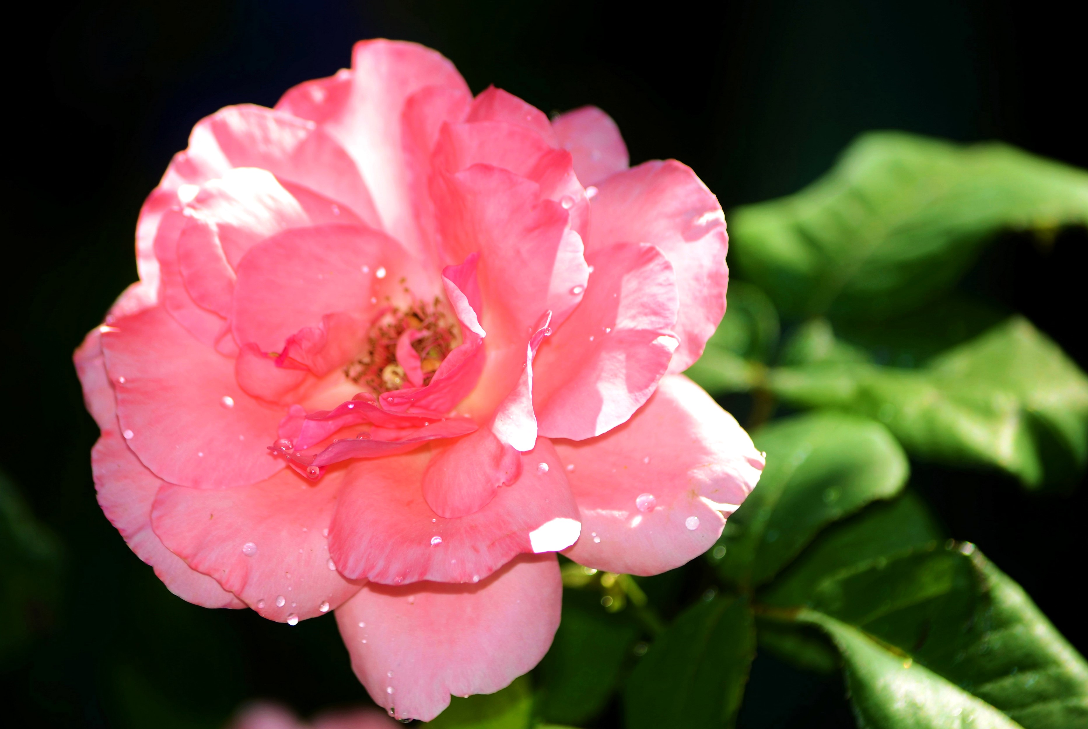 Pink rose with water drops on petals HD Wallpaper