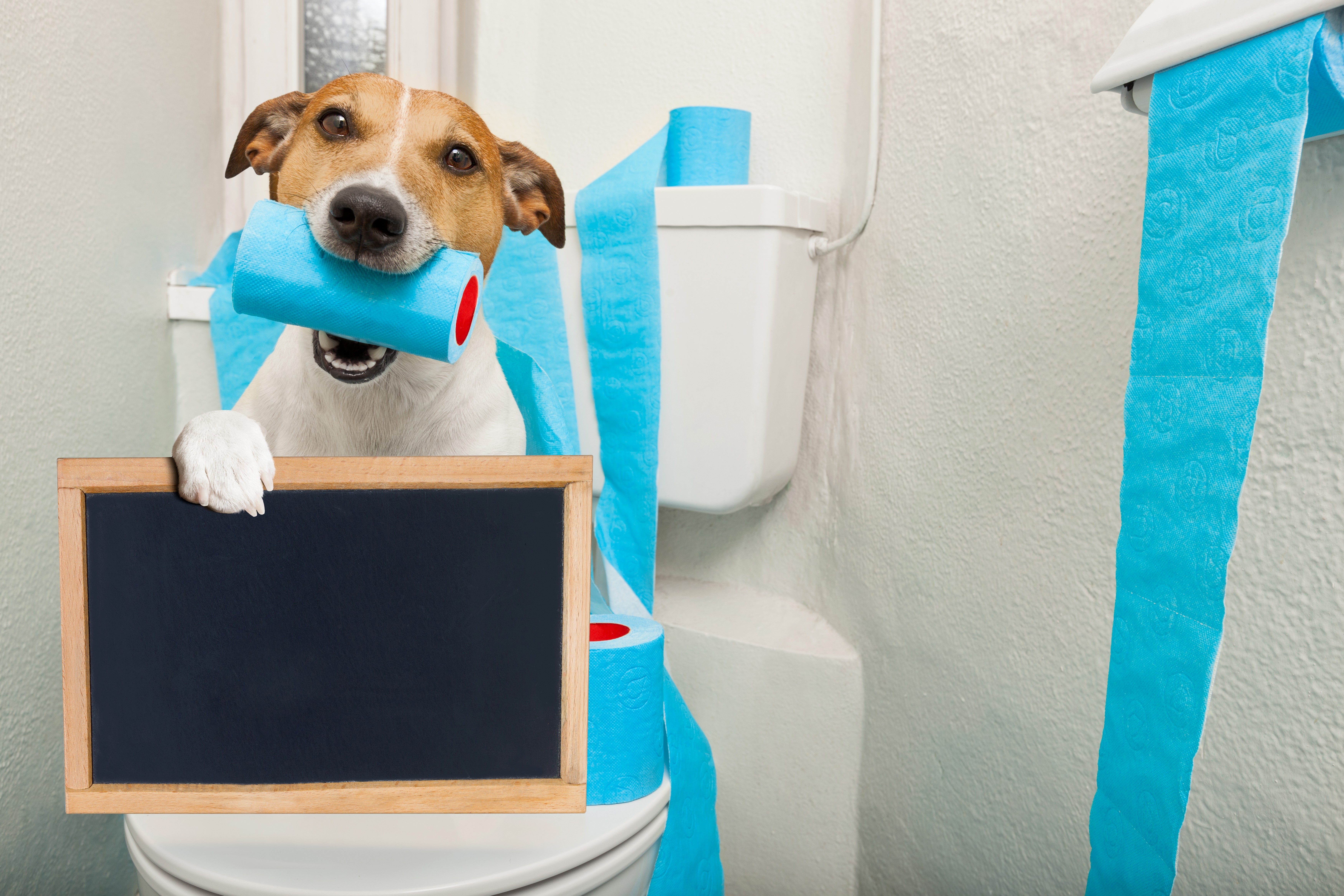 Jack Russell Terrier with Toilet Paper and Blackboard HD Wallpaper