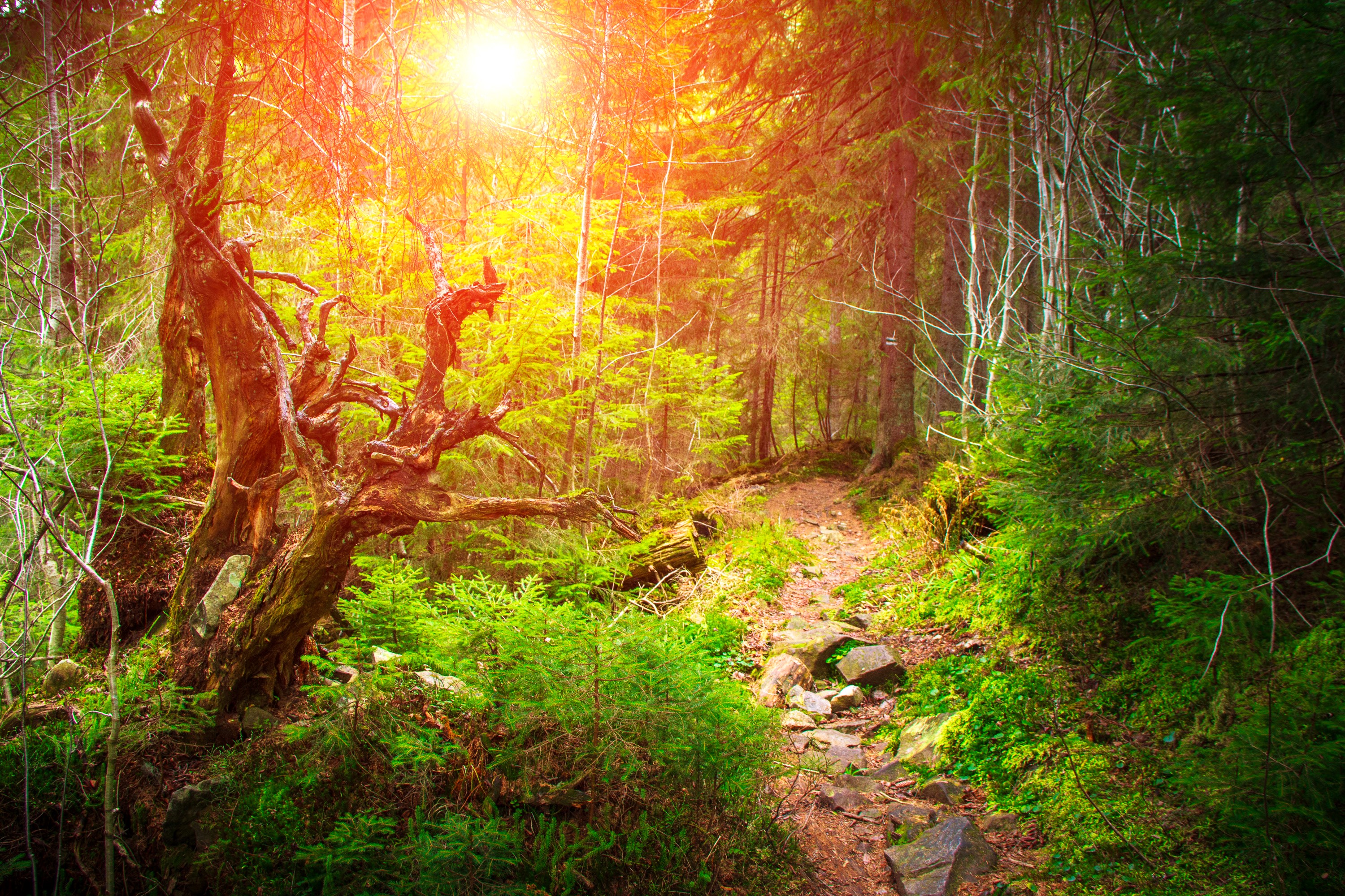 Forest trail with sunlit trees and a gnarled trunk HD Wallpaper