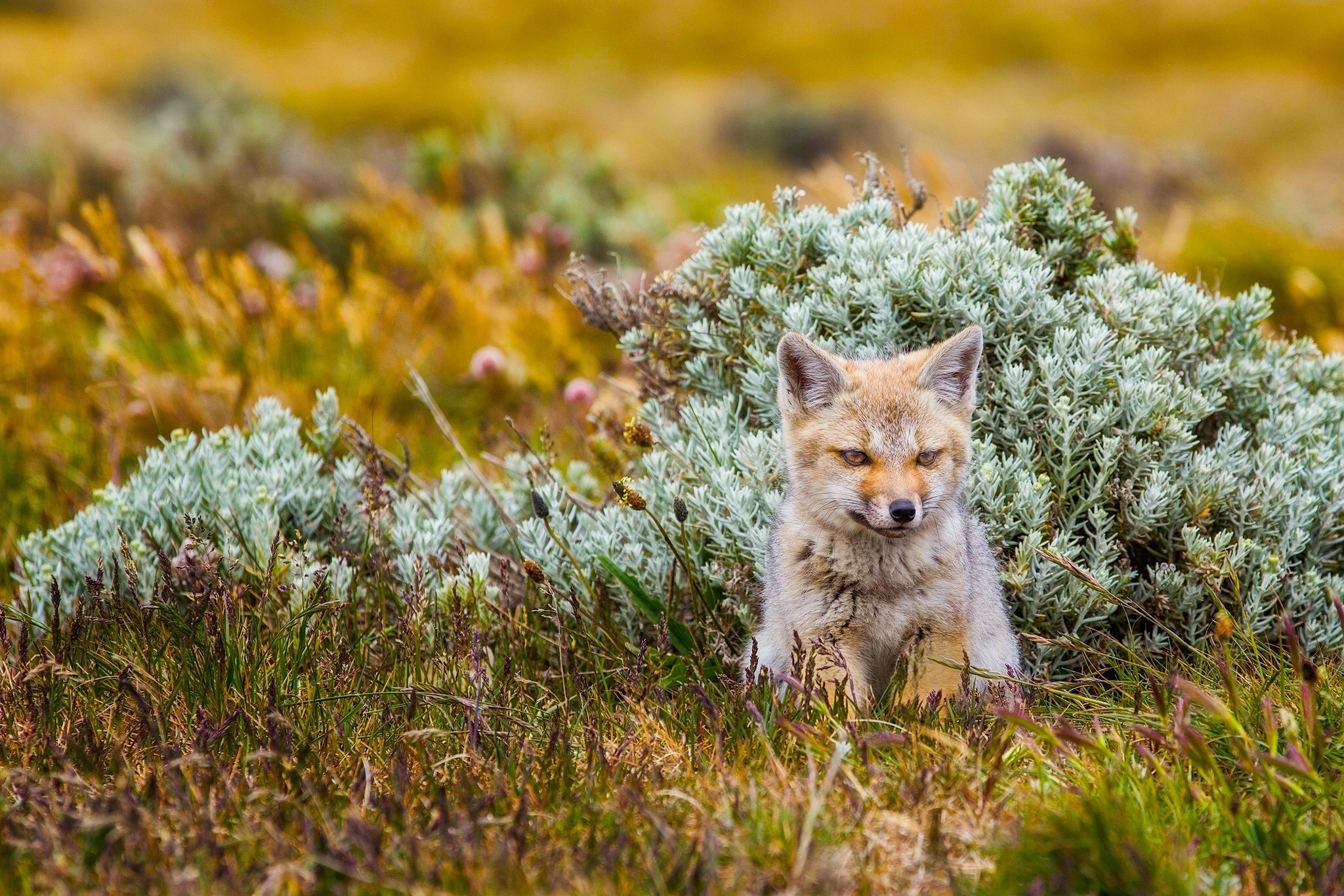 Fox sitting in tall grass and bushes HD Wallpaper