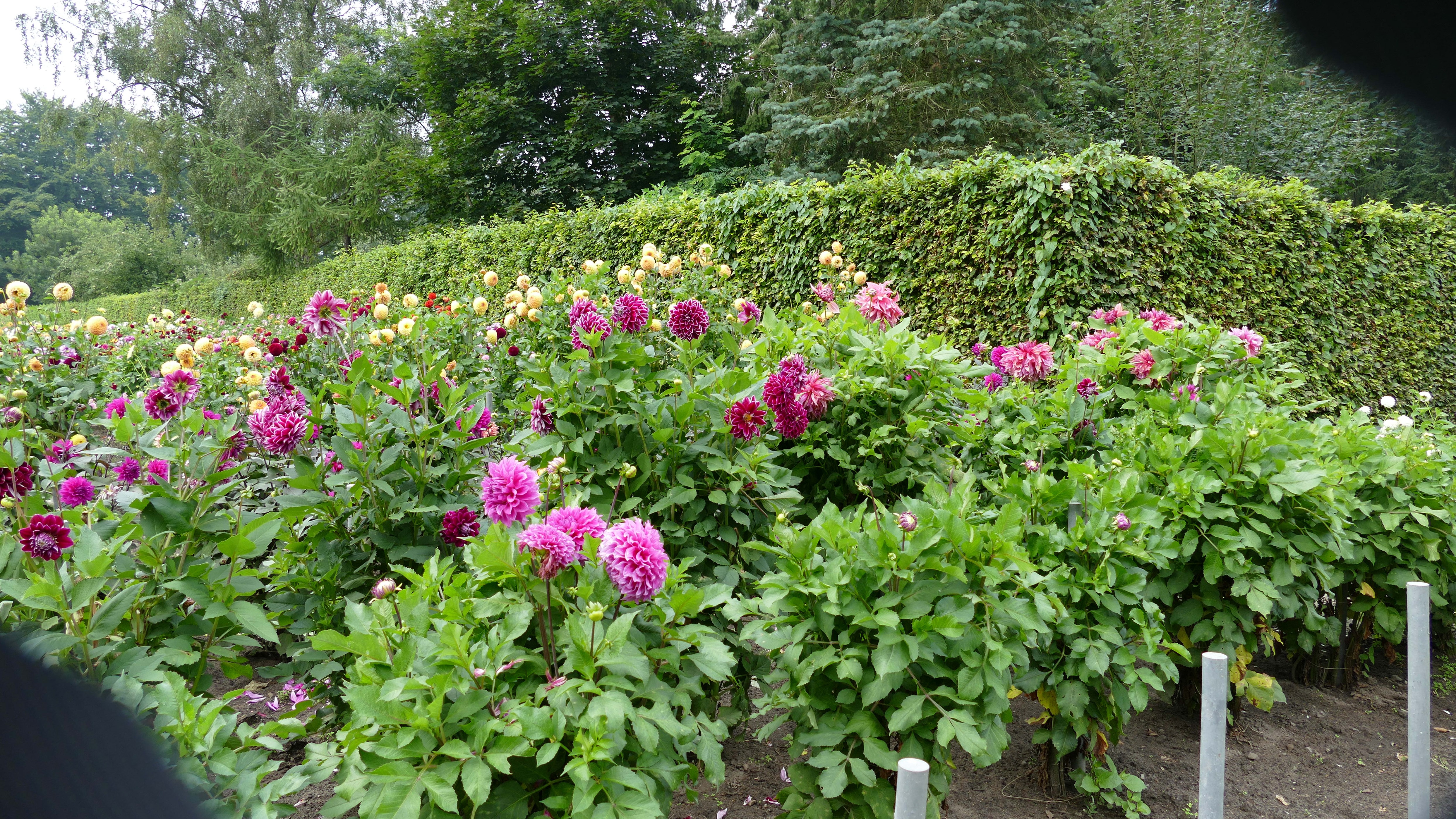 Many Dahlias and Shrubs HD Wallpaper