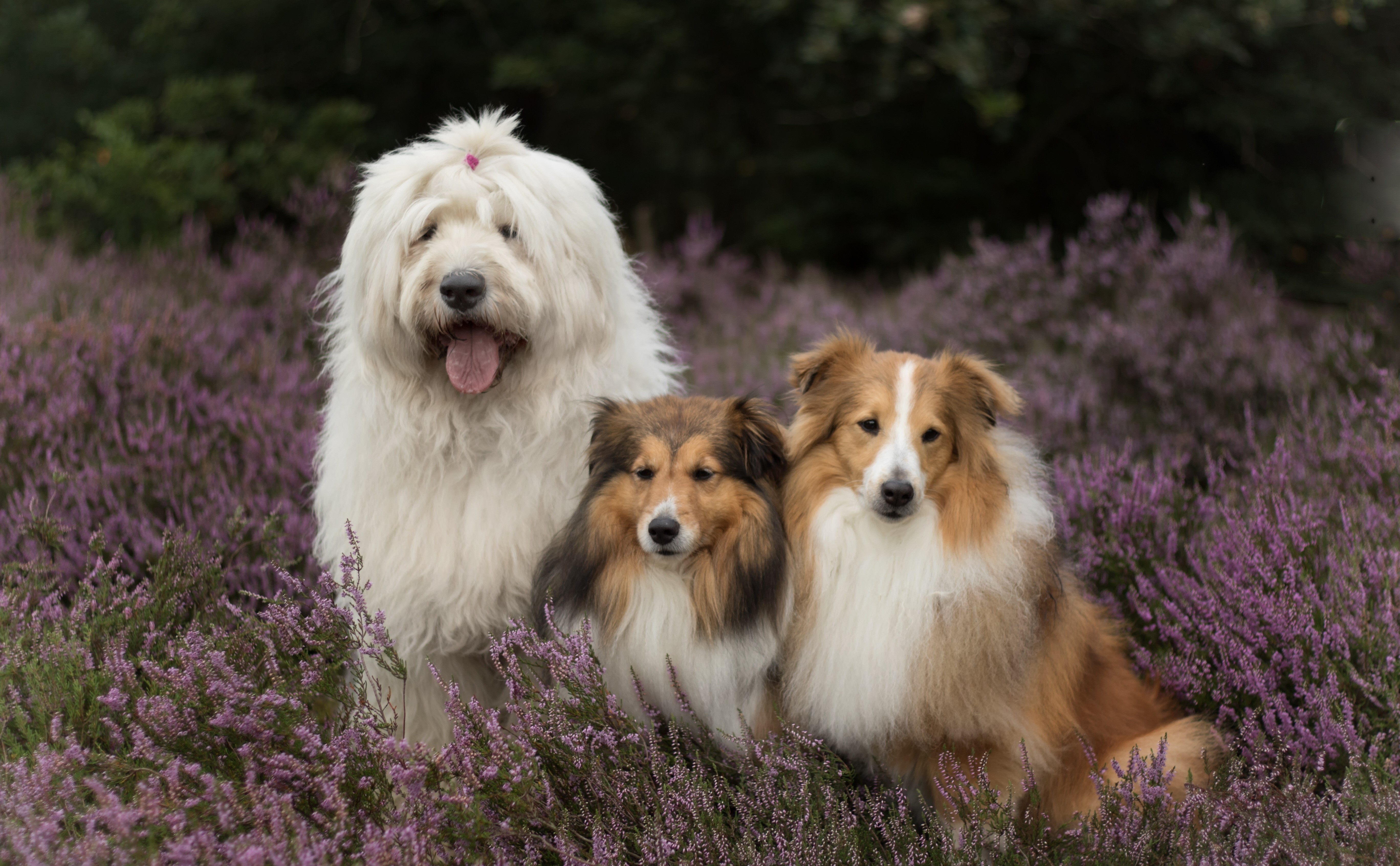 Three dogs in a field of heather HD Wallpaper