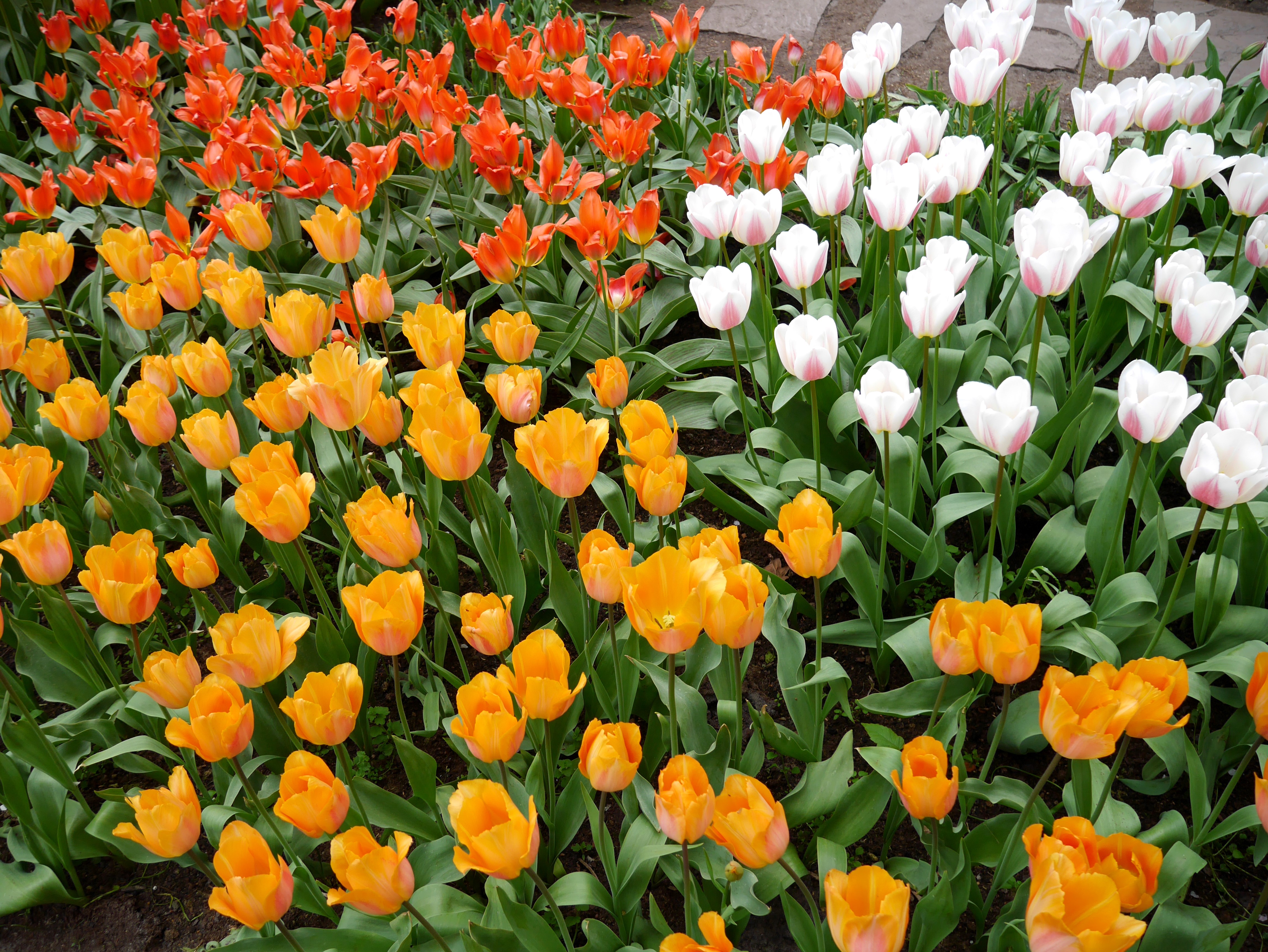 Field of Orange, Yellow, and White Tulips HD Wallpaper