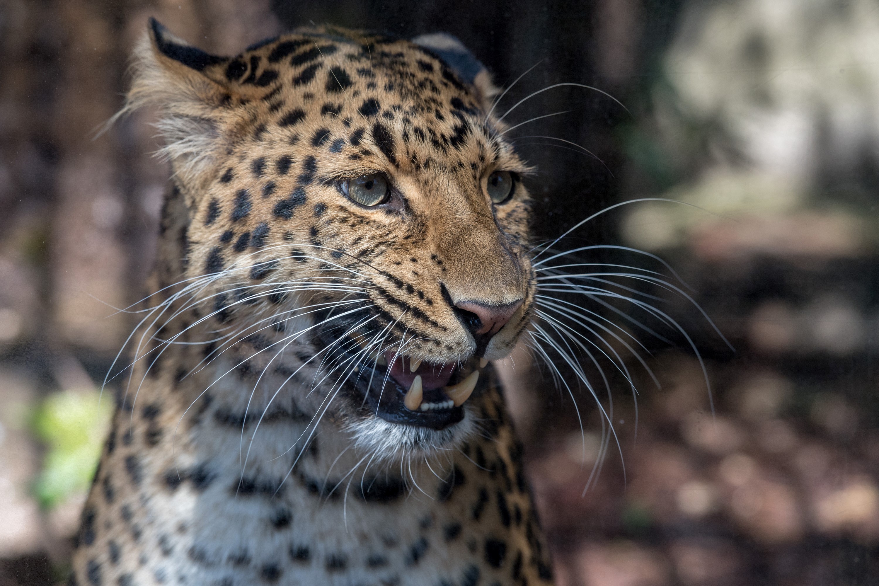 Close-up of a leopard's face with bared teeth HD Wallpaper