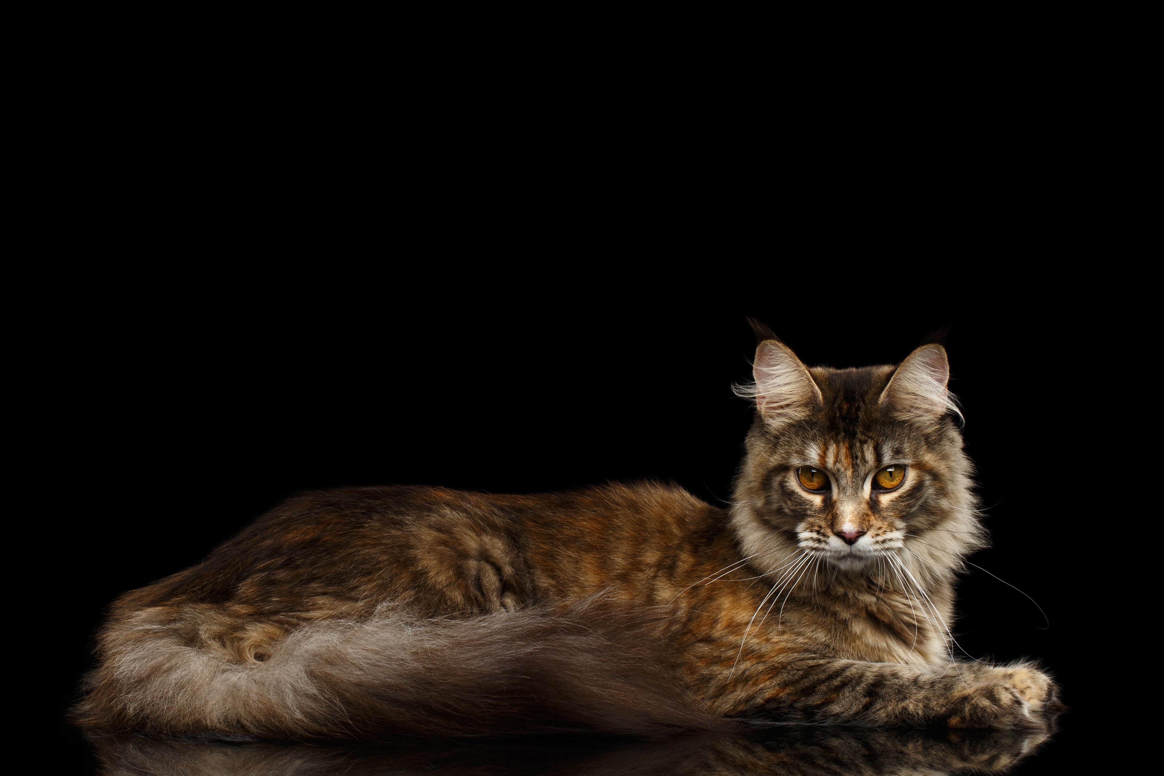 Maine Coon Cat Lying on Black Background HD Wallpaper