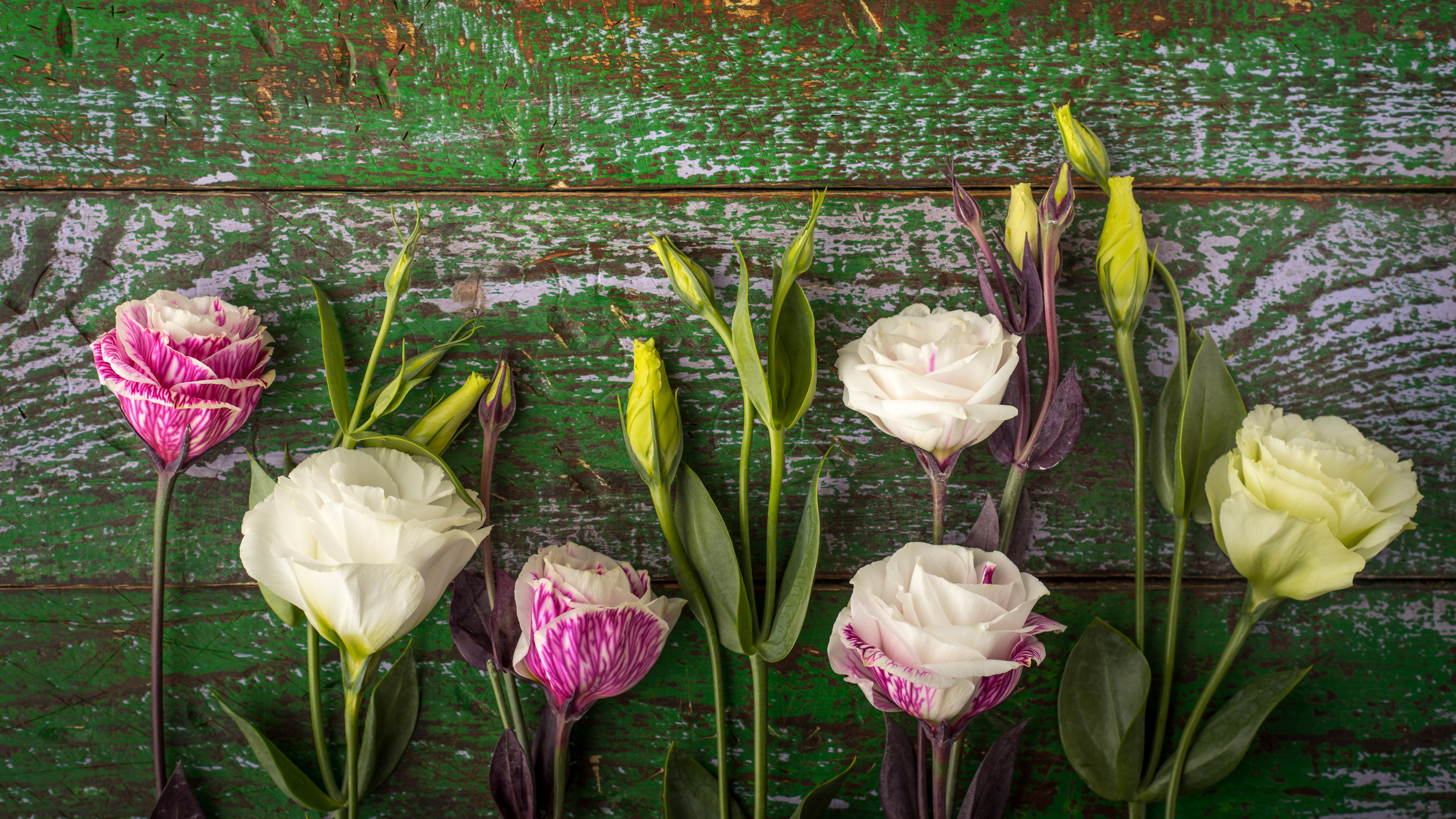 Eustoma flowers on a rustic green wooden background HD Wallpaper