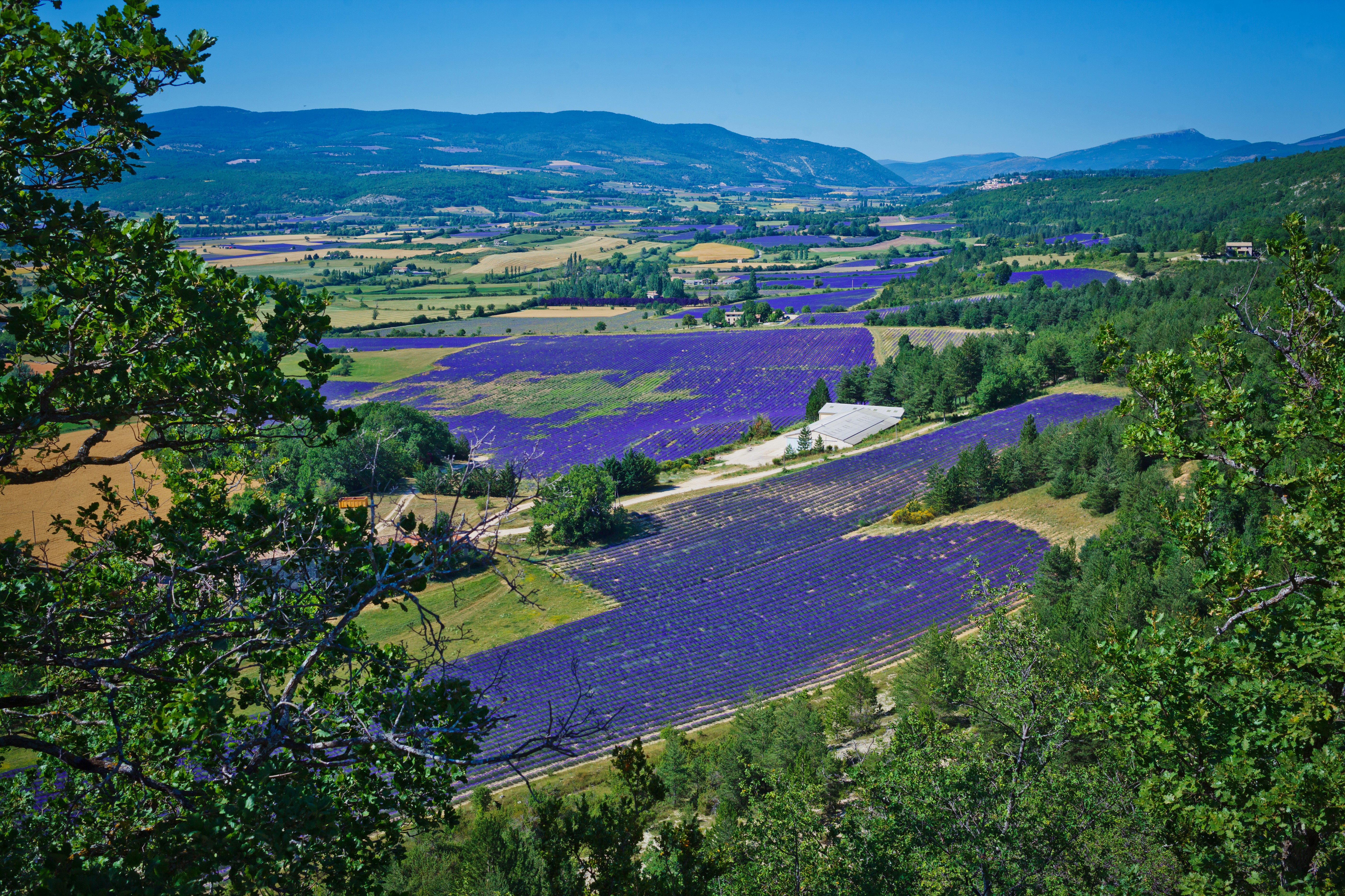 Lavender Fields in France HD Wallpaper