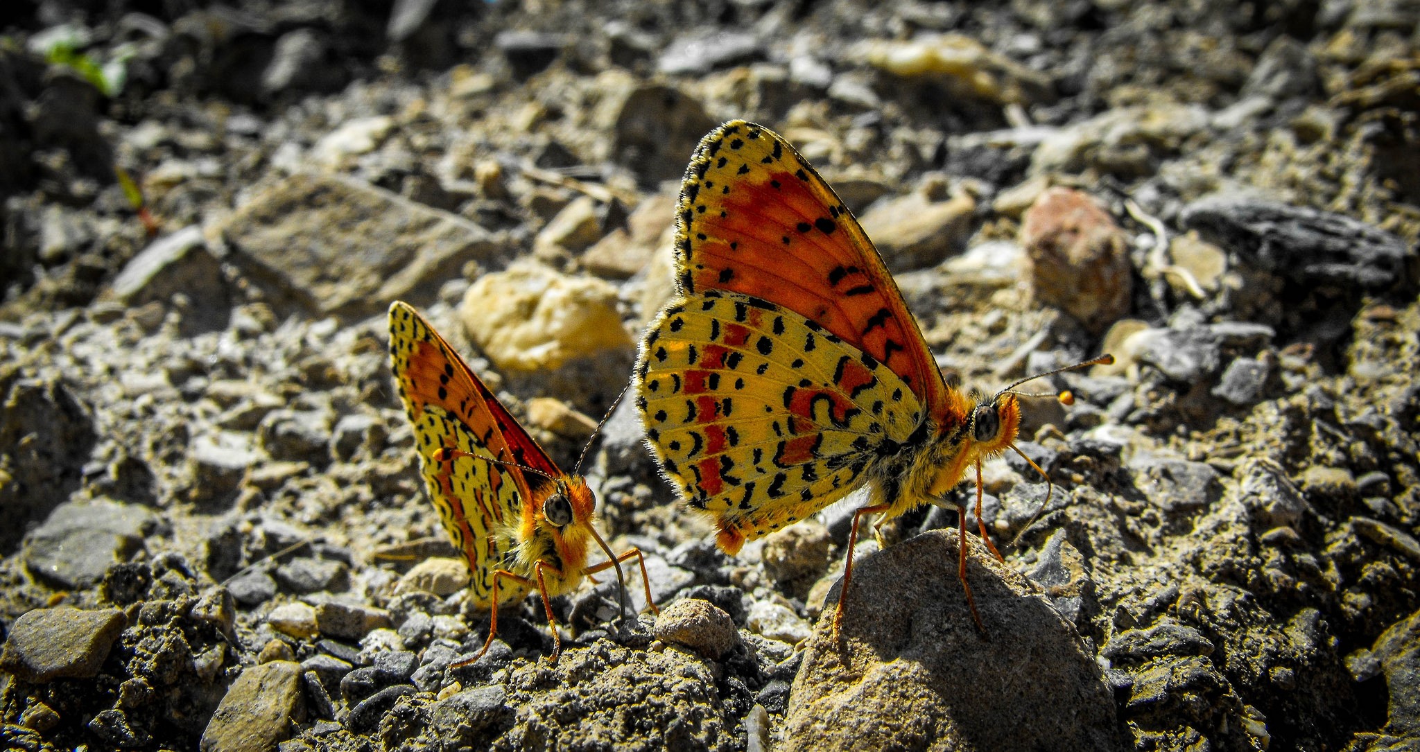 Two orange and yellow butterflies on rocky ground HD Wallpaper