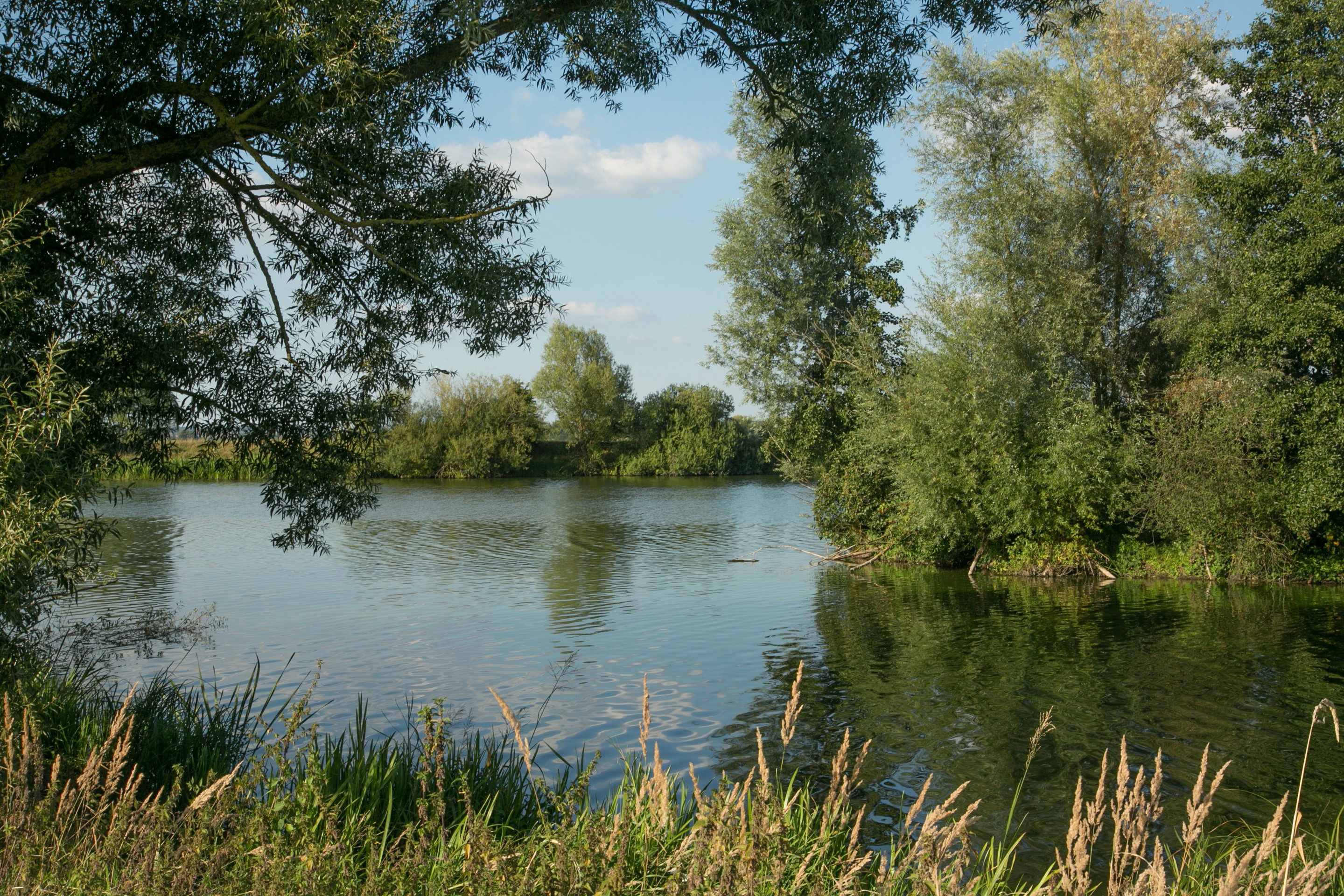 River and trees in Gunzenhausen, Germany HD Wallpaper