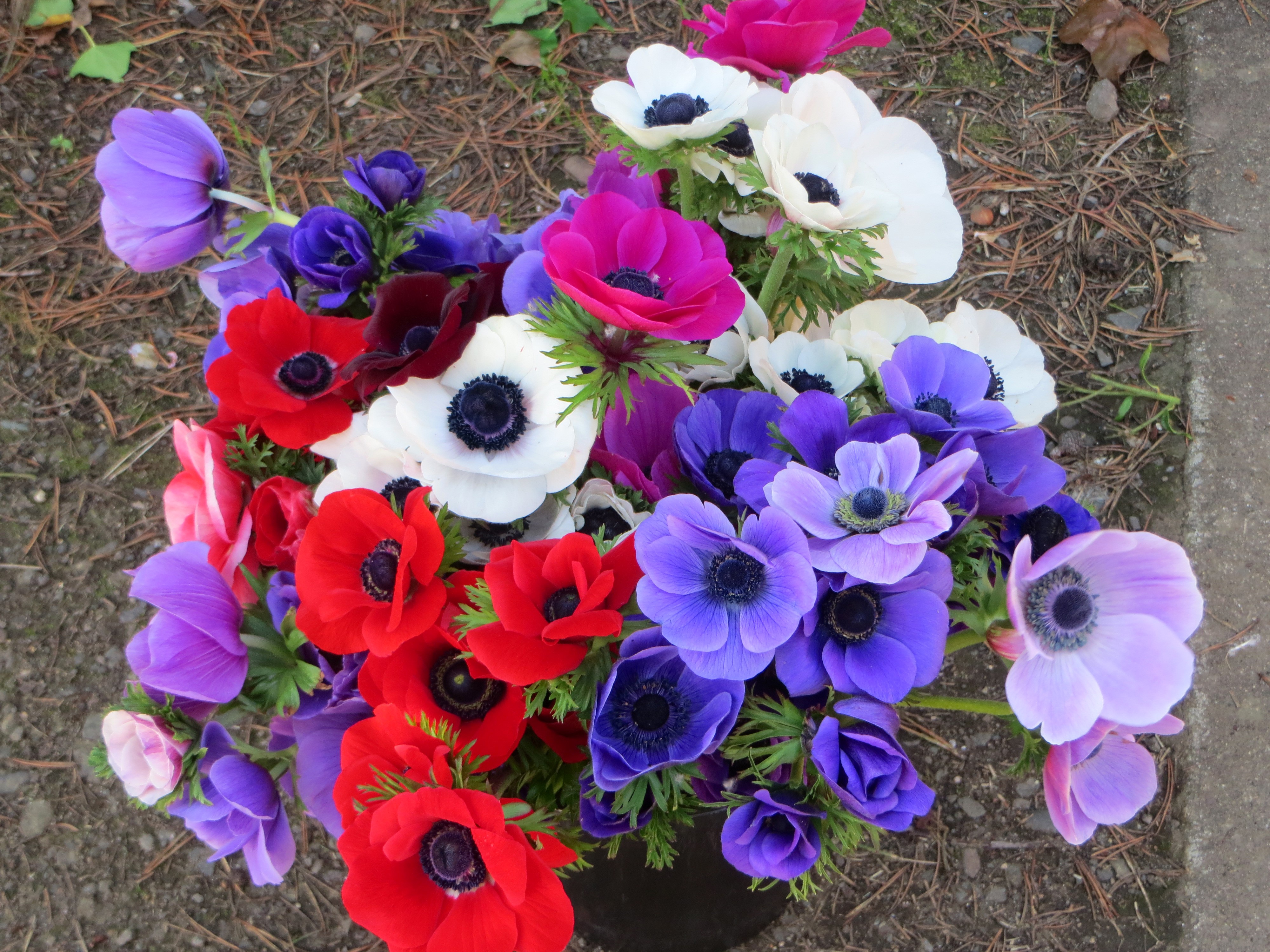 4K Anemones Closeup HD Wallpaper
